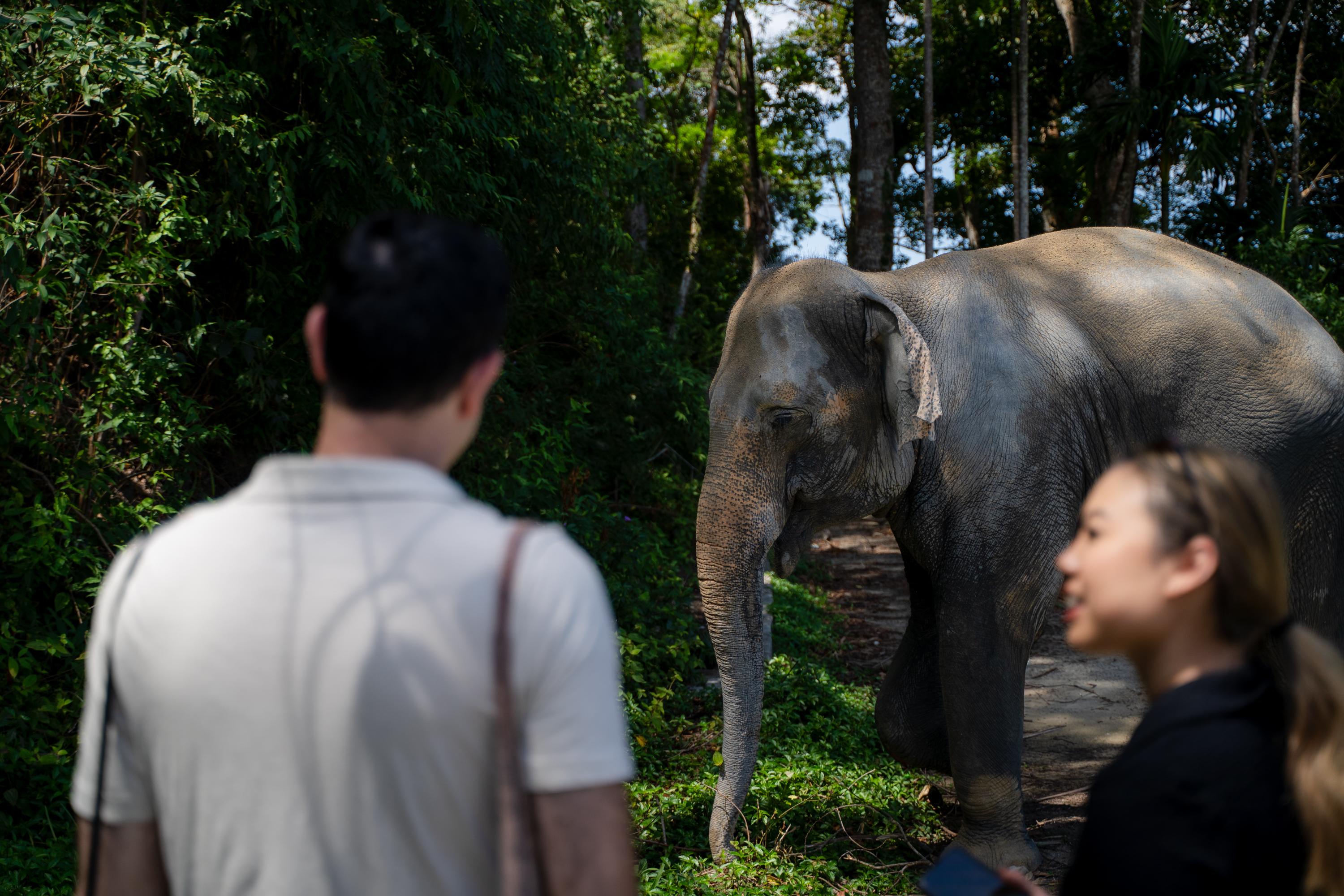 Patong Elephant Sanctuary: Ethical Learning Experience