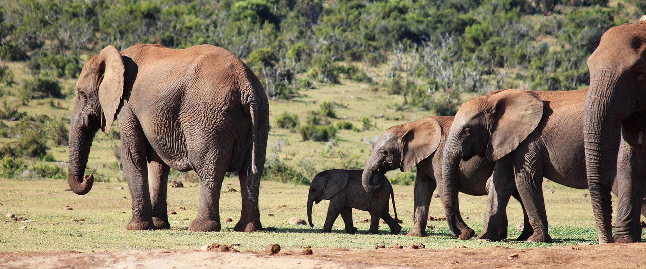 5-Day Garden Route & Addo Safari from Cape Town