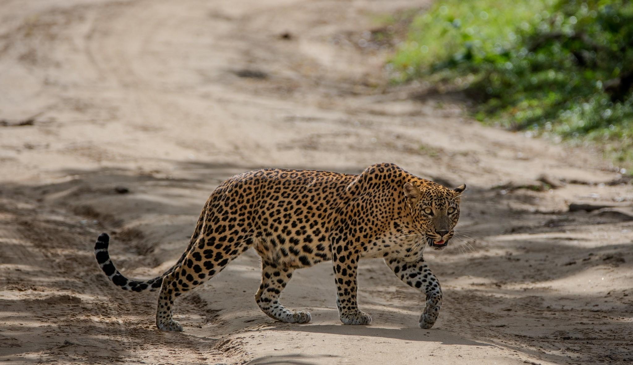 Full-Day Wilpattu National Park Safari Adventure