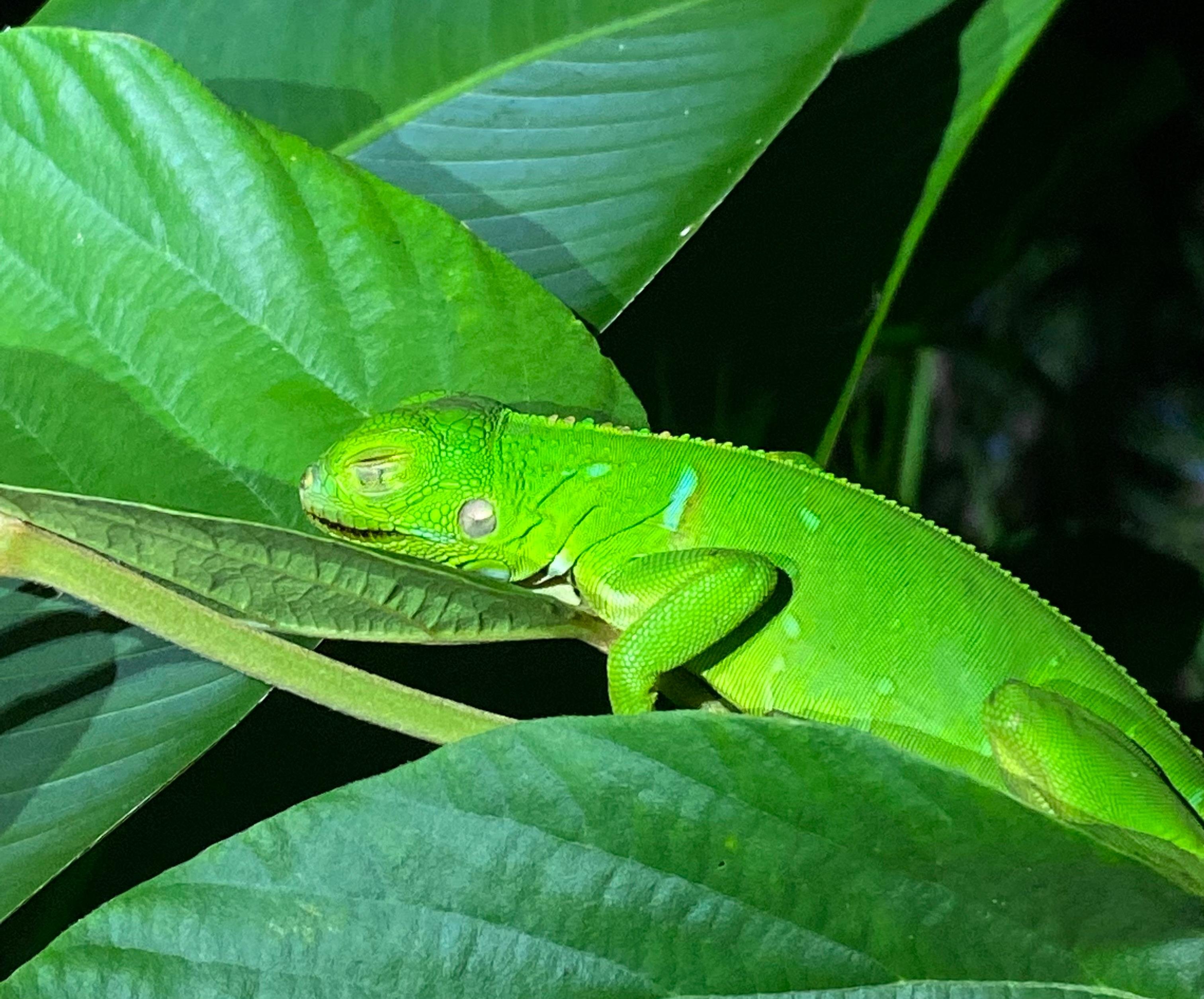 Manuel Antonio Night Wildlife Walk with Expert Naturalist