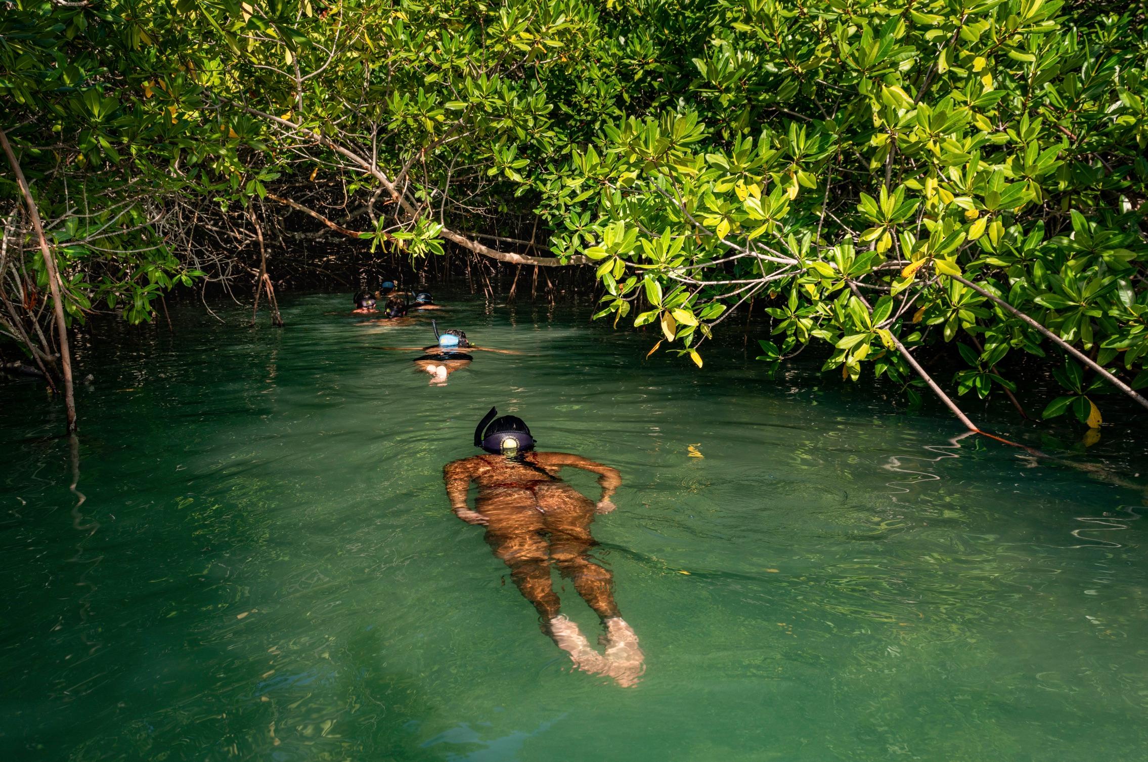 Mangrove Kayak & Snorkel Adventure