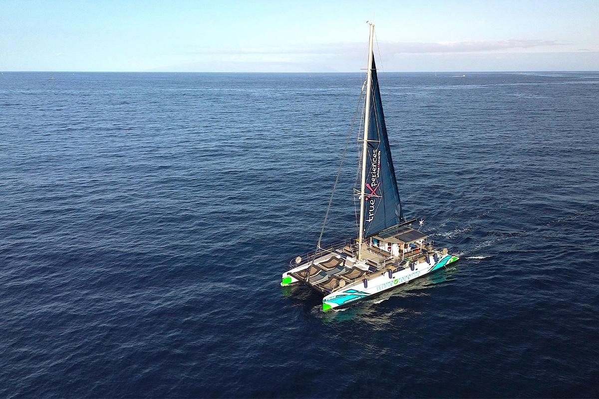 Eco-Friendly Whale & Dolphin Catamaran Cruise in Costa Adeje