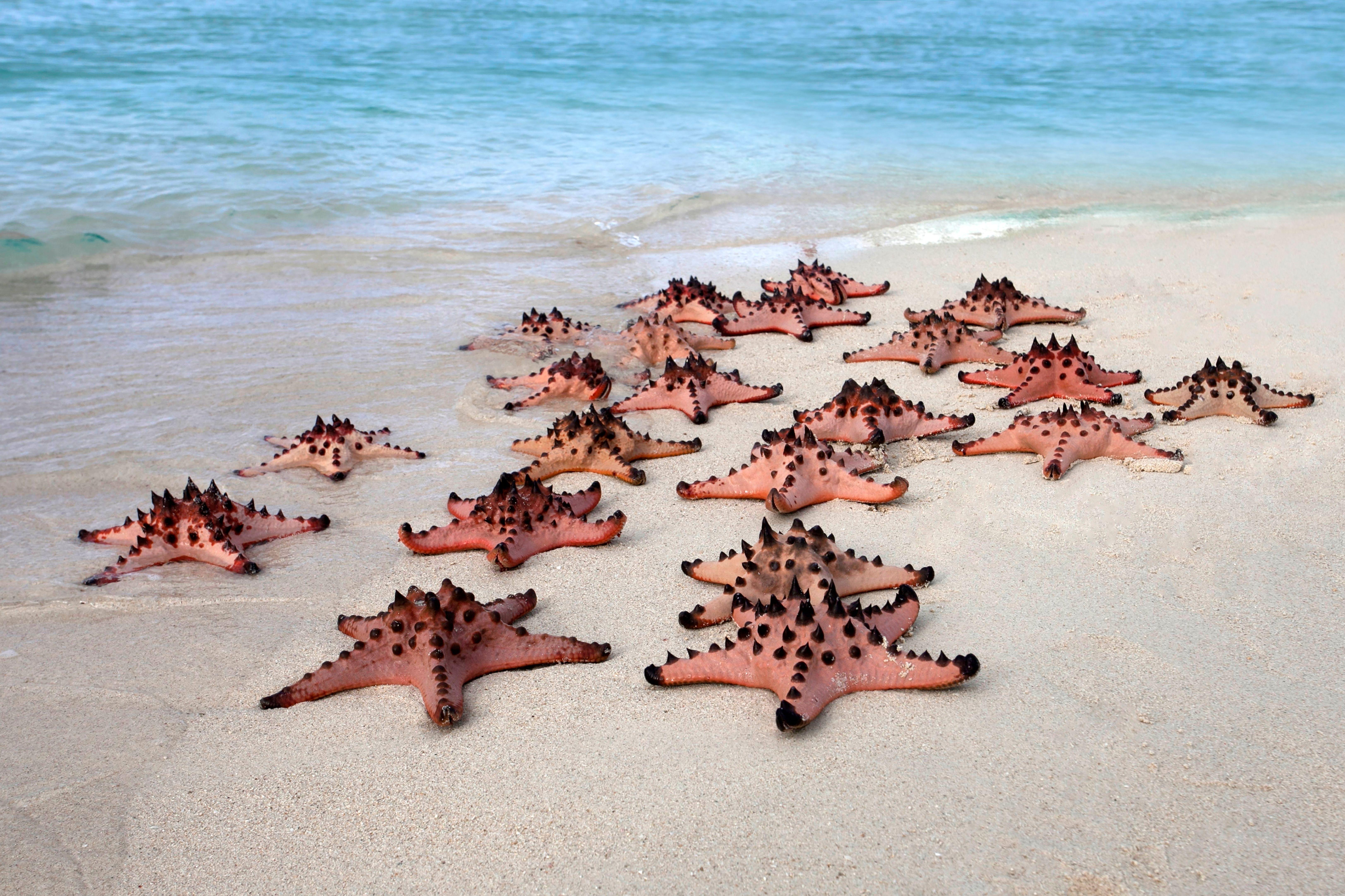 Zanzibar Safari Blue: Snorkeling, Sandbank & Seafood Day Trip