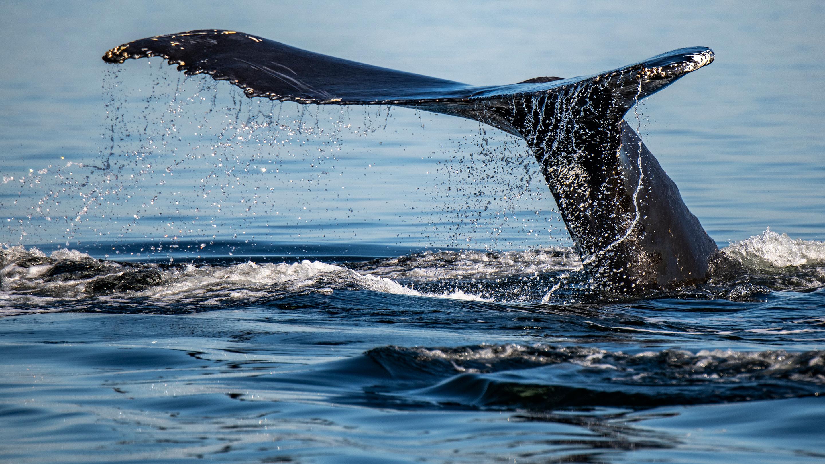Tadoussac & Charlevoix 3-Hour Whale Watching Cruise