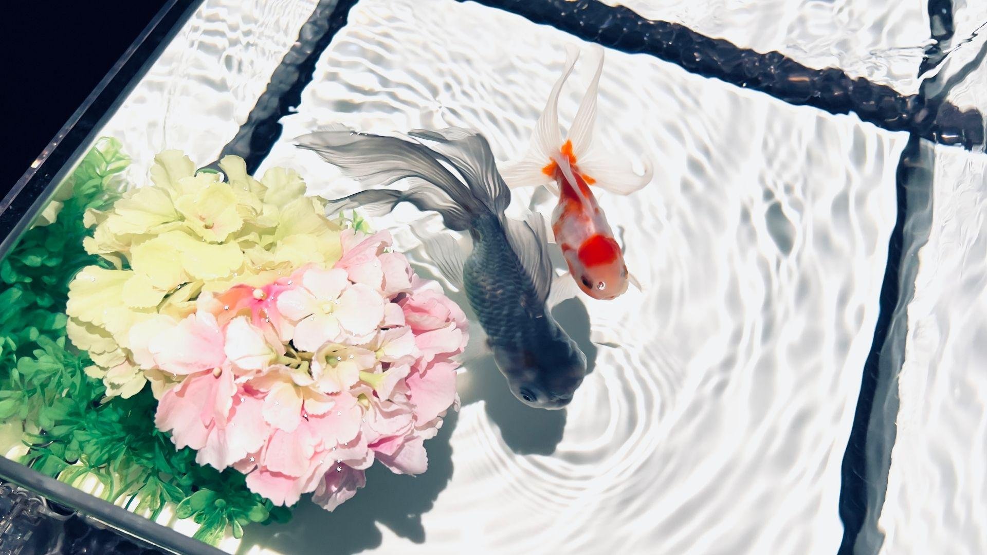 Art Aquarium Museum GINZA Entry Ticket