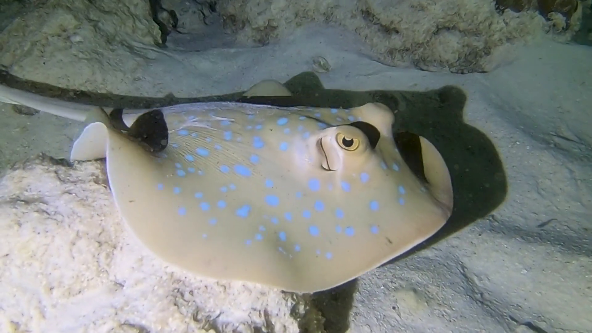 Mnemba Atoll Dolphin & Snorkel Boat Adventure from Kendwa or Nungwi