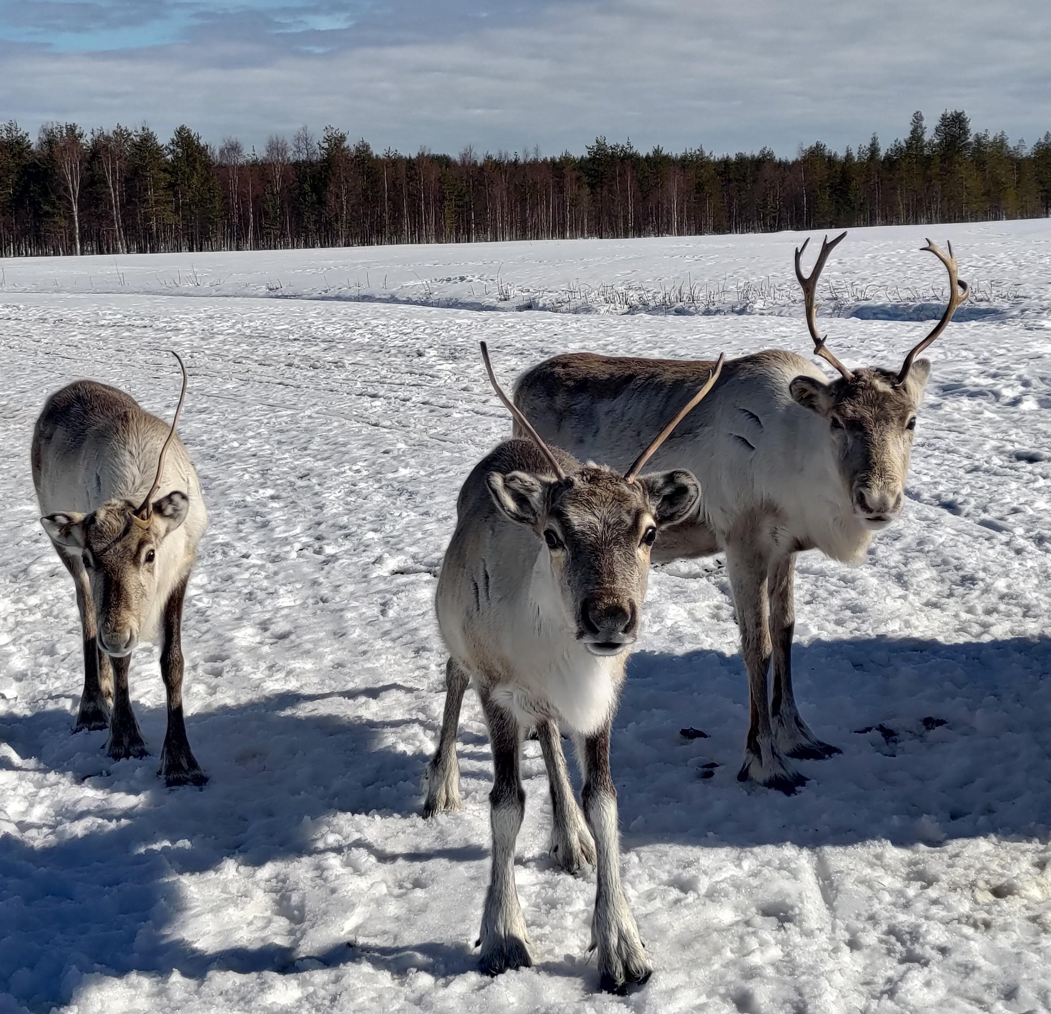 Rovaniemi Reindeer Farm: Herd Encounter & Lapland Culture