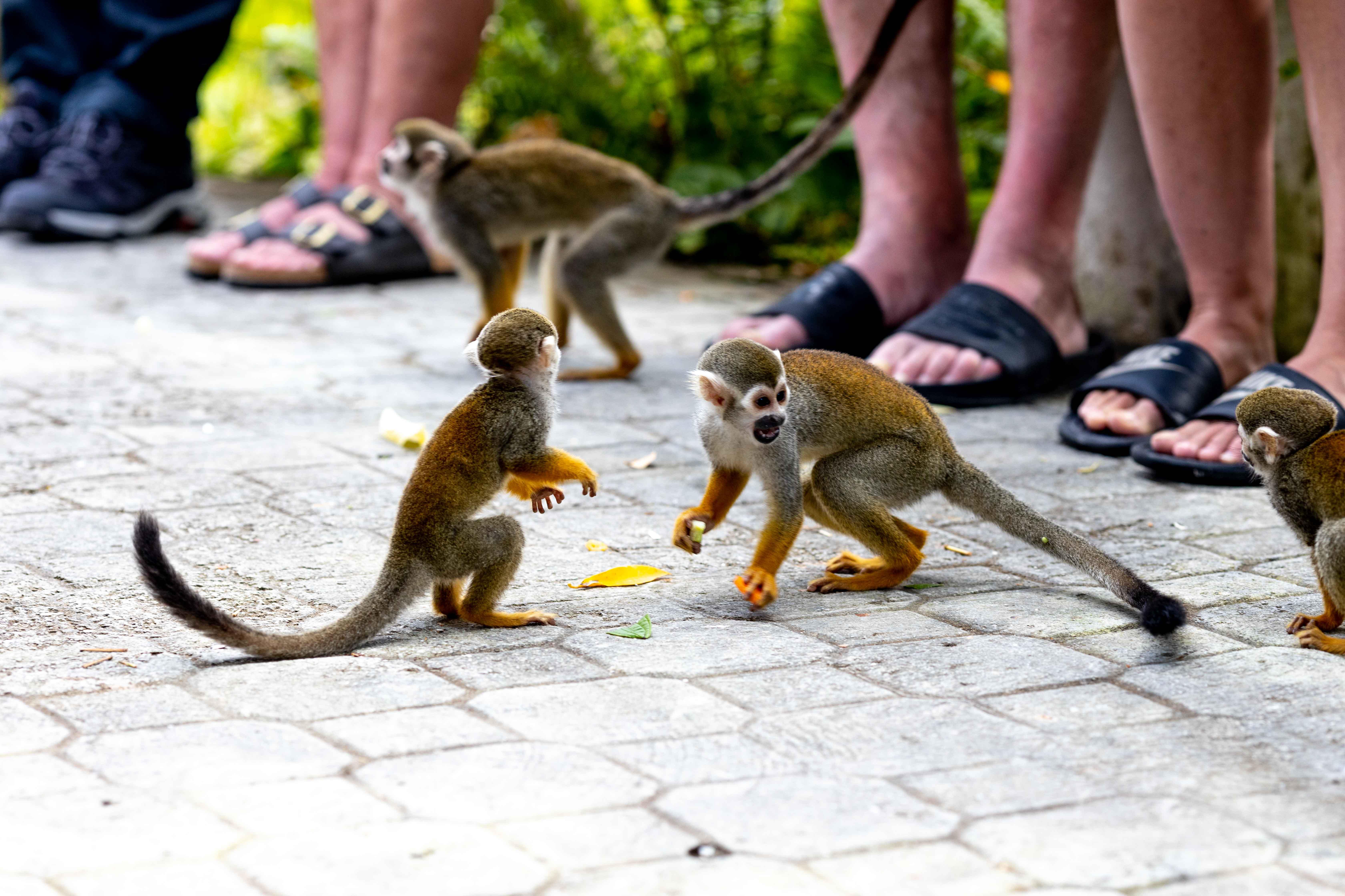 Punta Cana: Monkey Land Safari & Plantation Tour