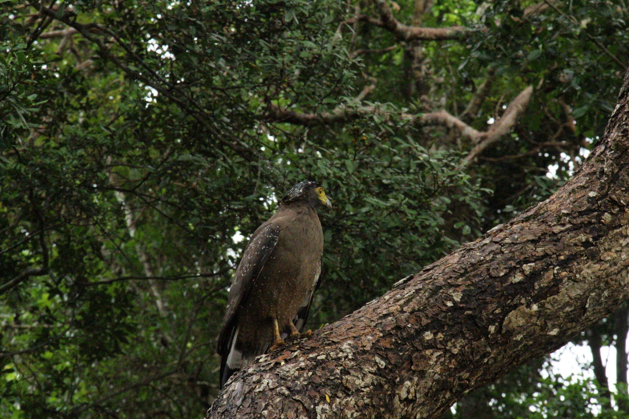 Full-Day Wilpattu National Park Safari Adventure