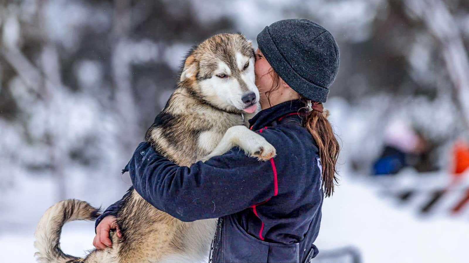 Husky Encounter with Arctic Cake Experience
