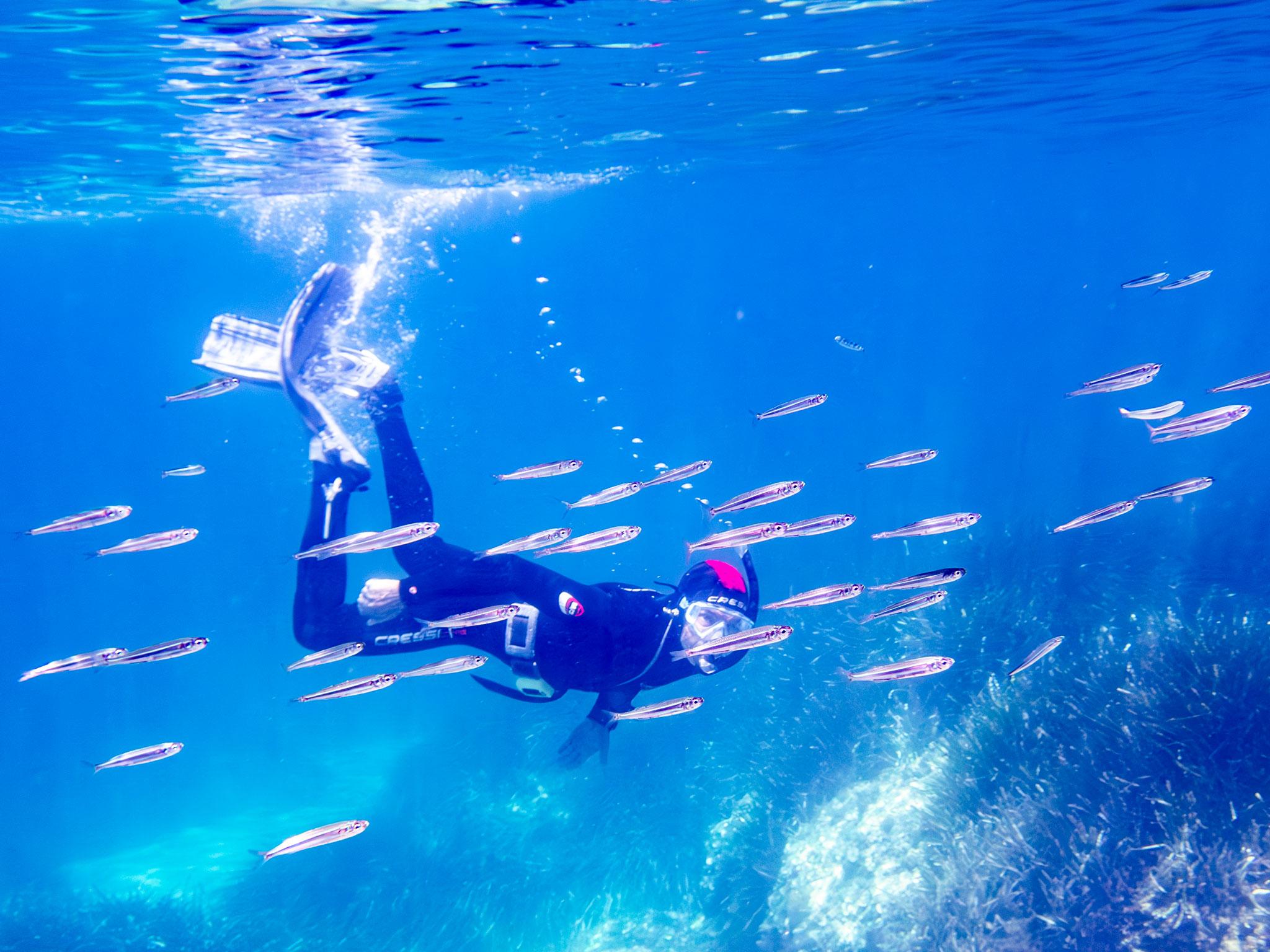 Alcudia Bay Snorkeling Adventure by Speedboat