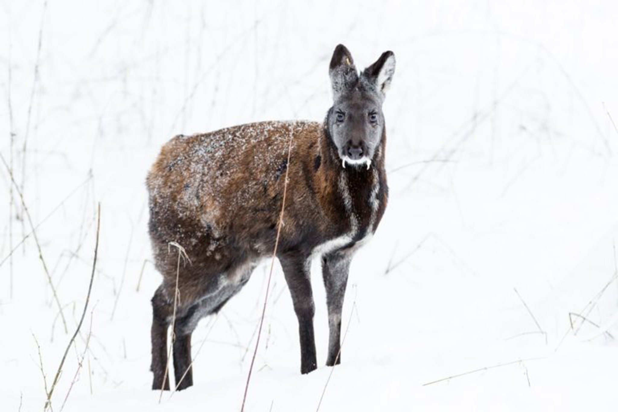 Ranua Arctic Zoo Day Trip with Guided Transfer & Lunch from Rovaniemi
