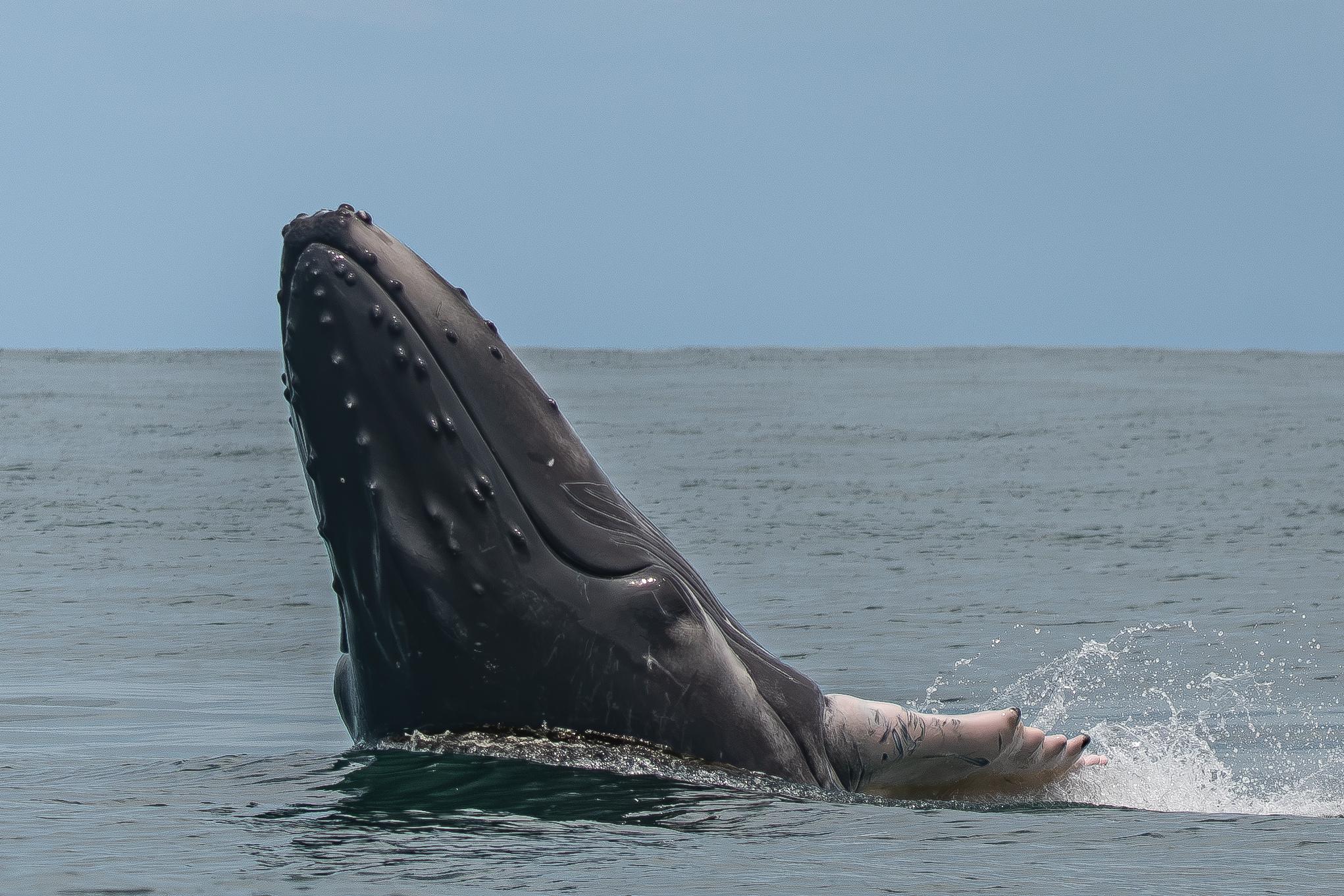 Private Whale & Dolphin Watching in Uvita