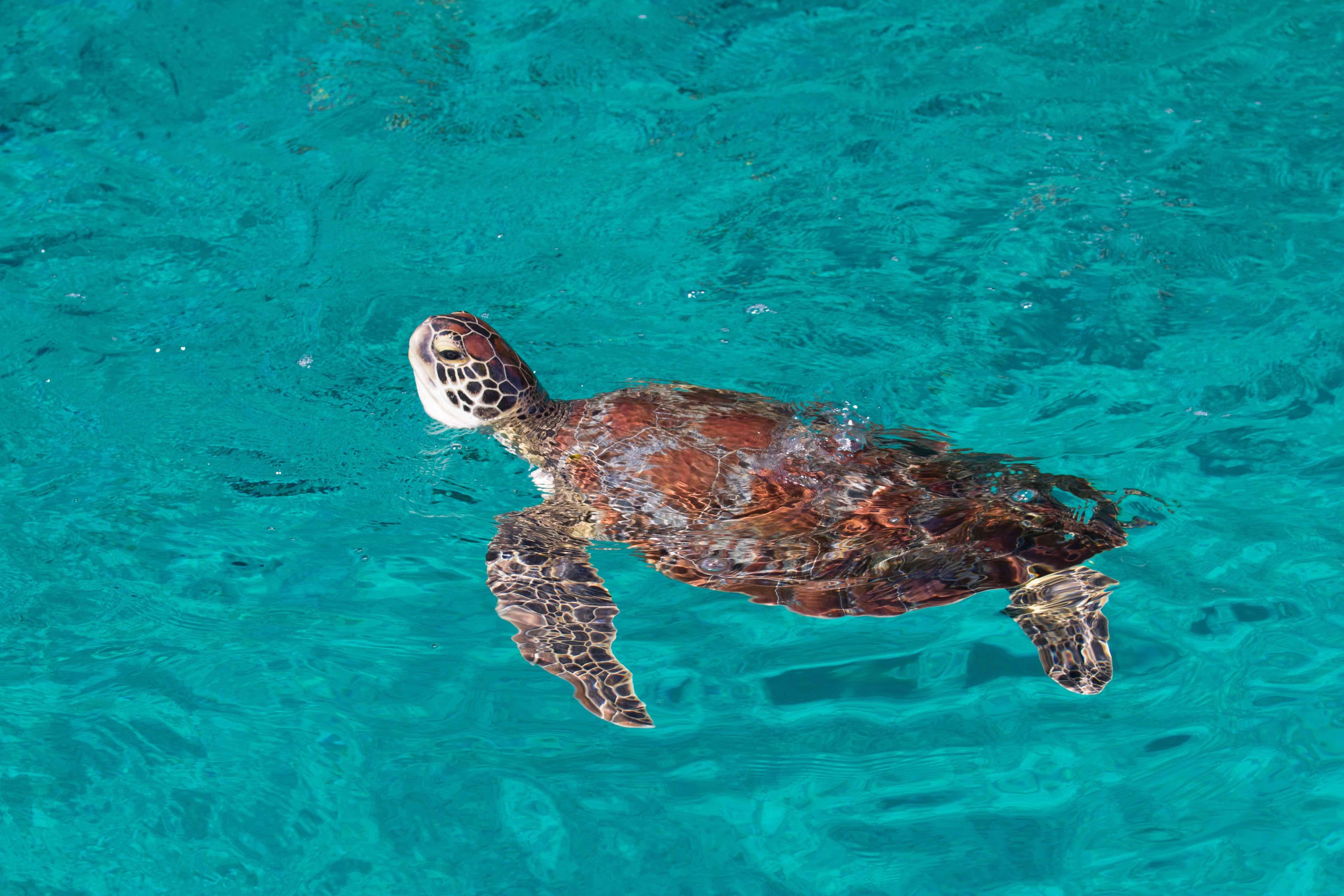 Similan Islands Premium Catamaran Day Trip from Phuket
