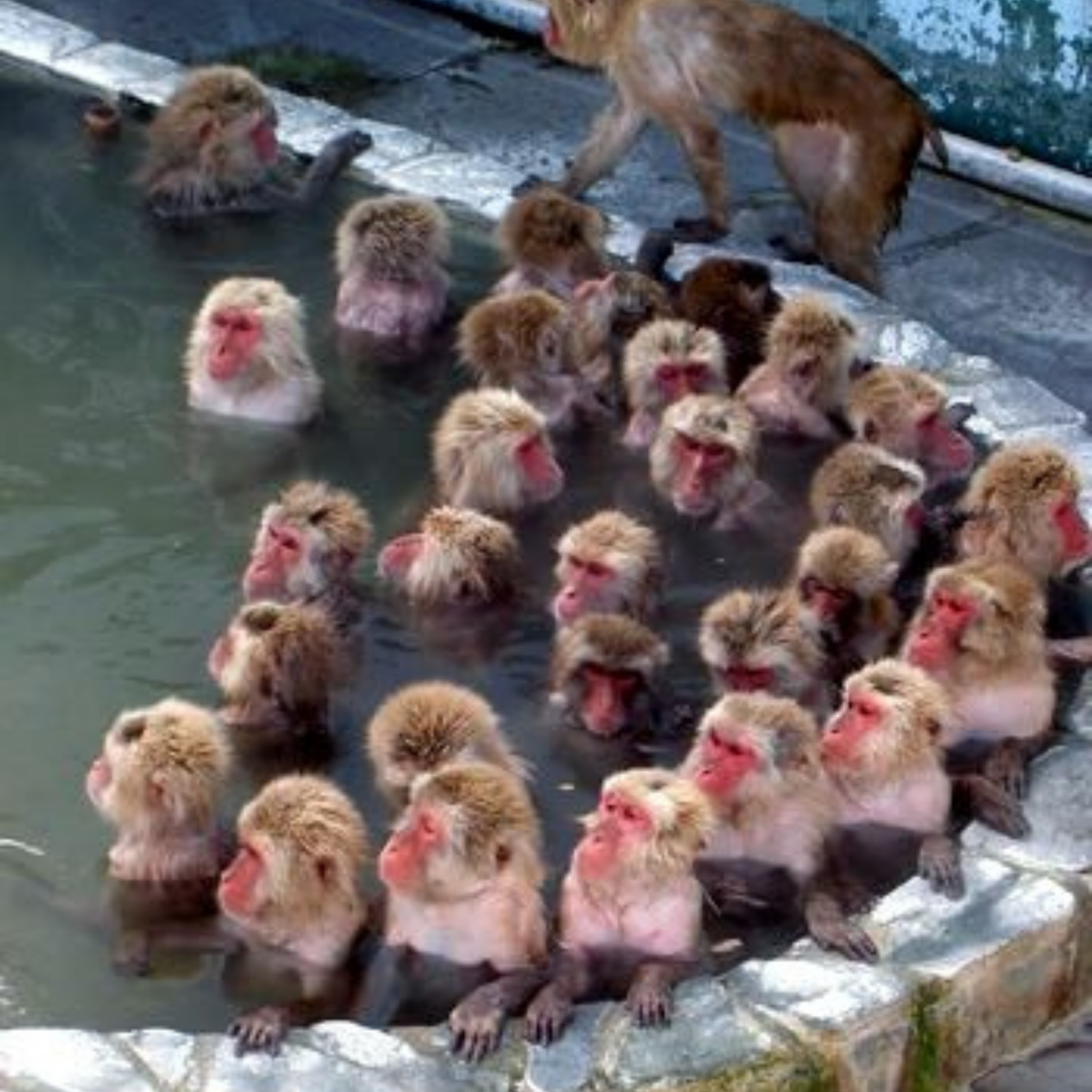 Nagano & Tokyo: Snow Monkey Park Private Tour Customizable - 2026 (Verified Reviews)