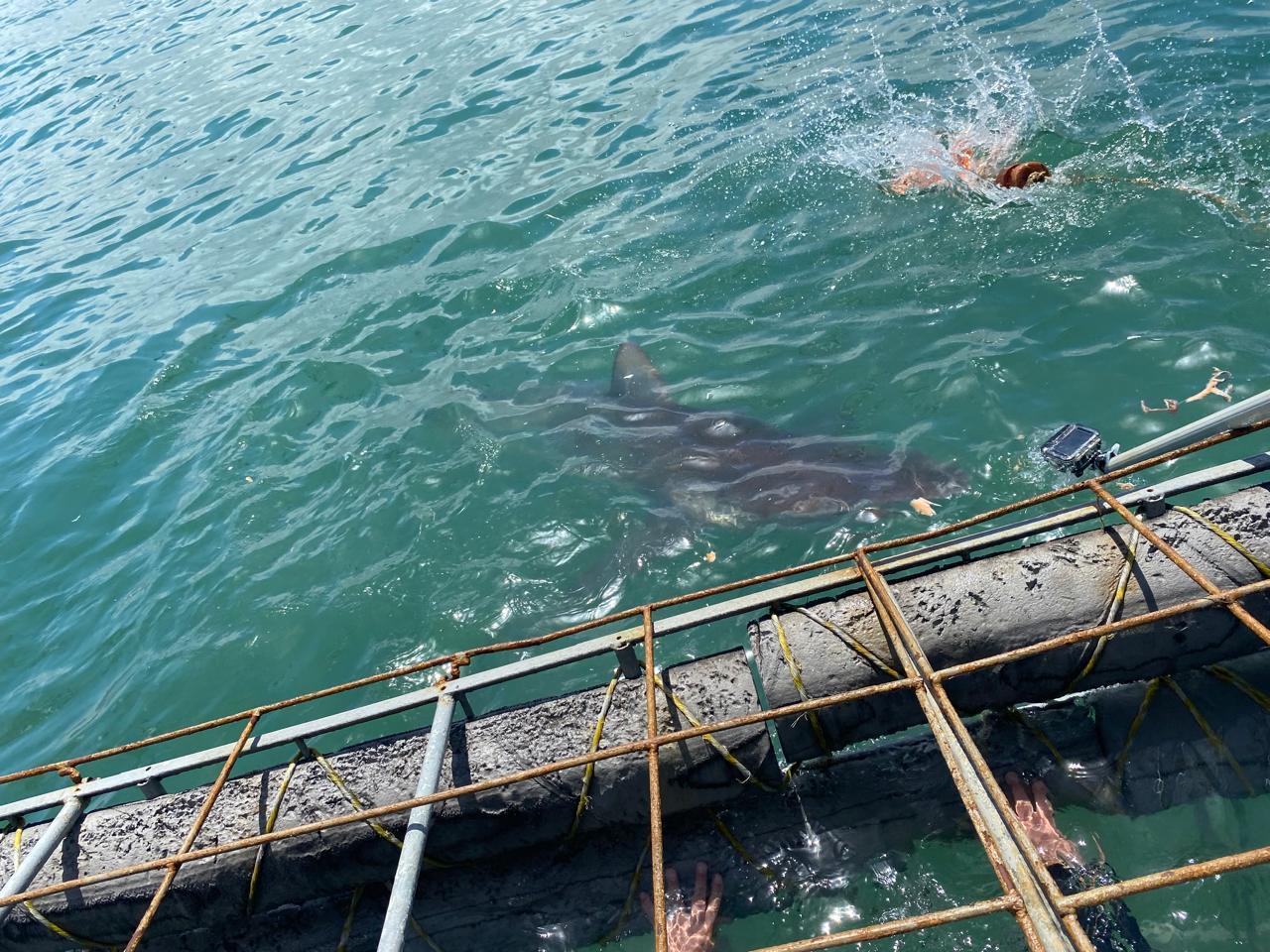 Private Shark Cage Diving Day Tour from Cape Town