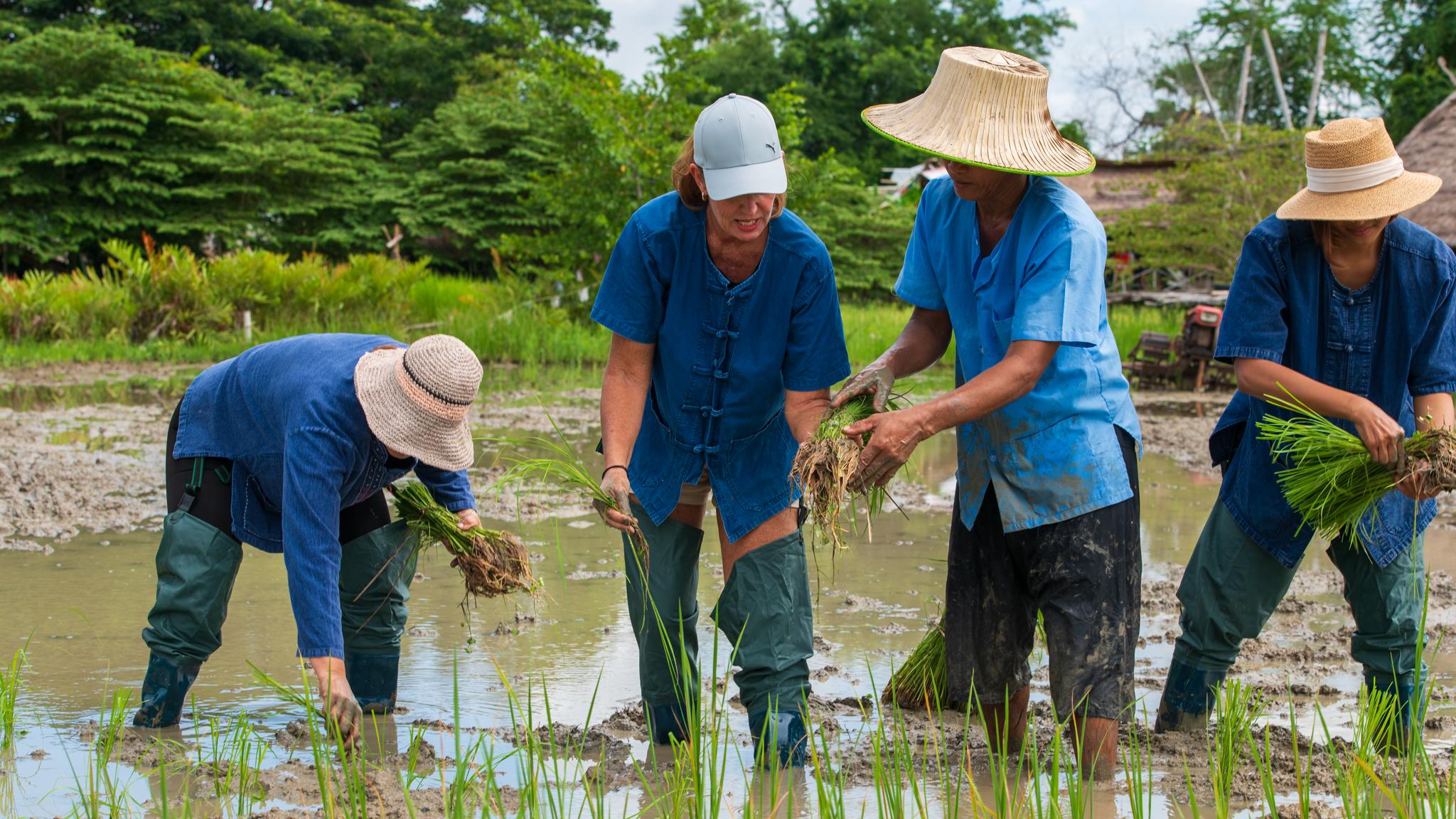 Rice Farm Experience with Farmer's Lunch in Phetchaburi