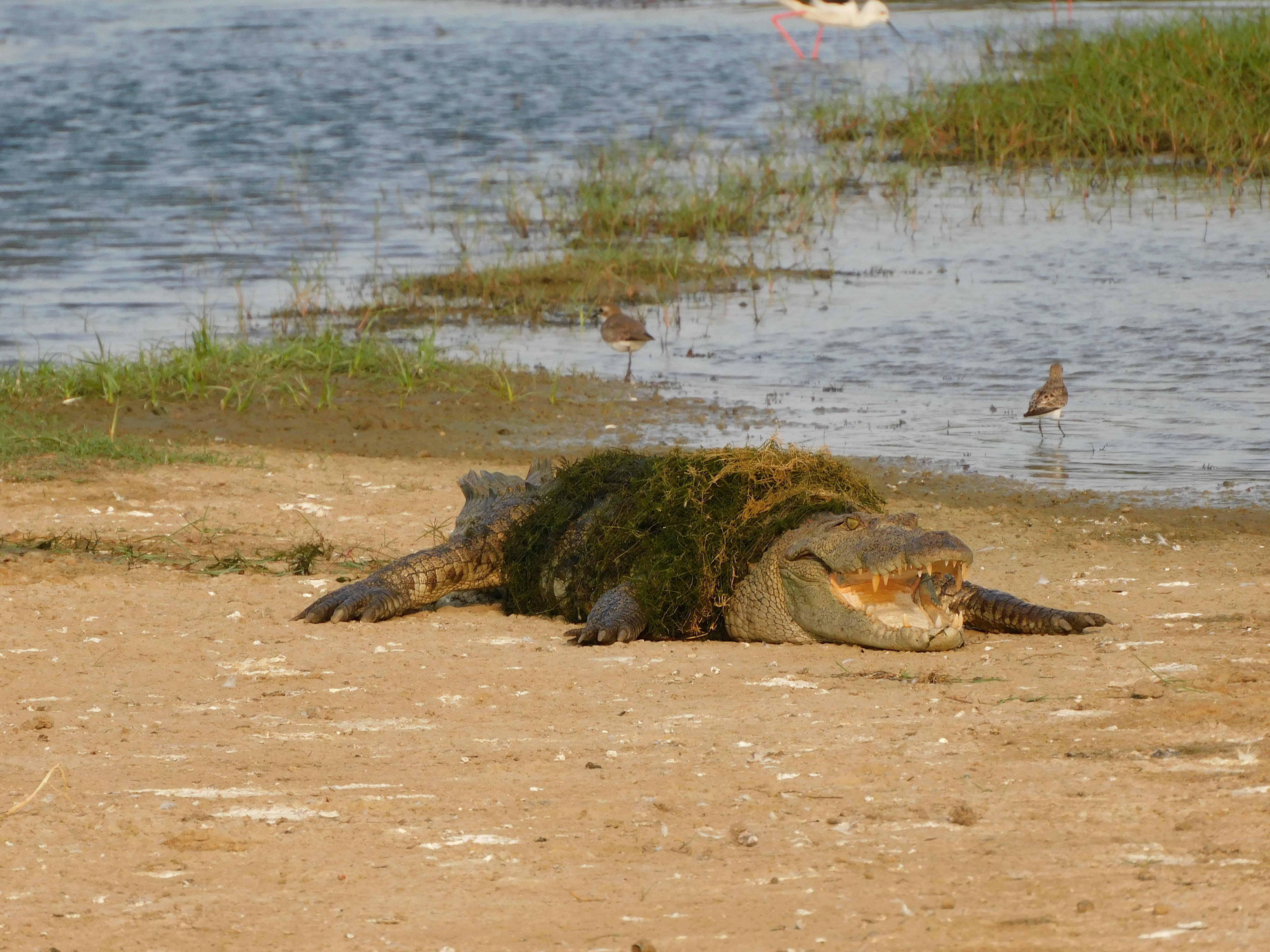 Yala National Park Safari Expedition