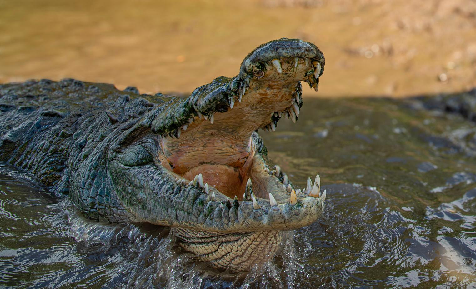 Crocodile Mangrove Boat Tour with Beach Visit from San José