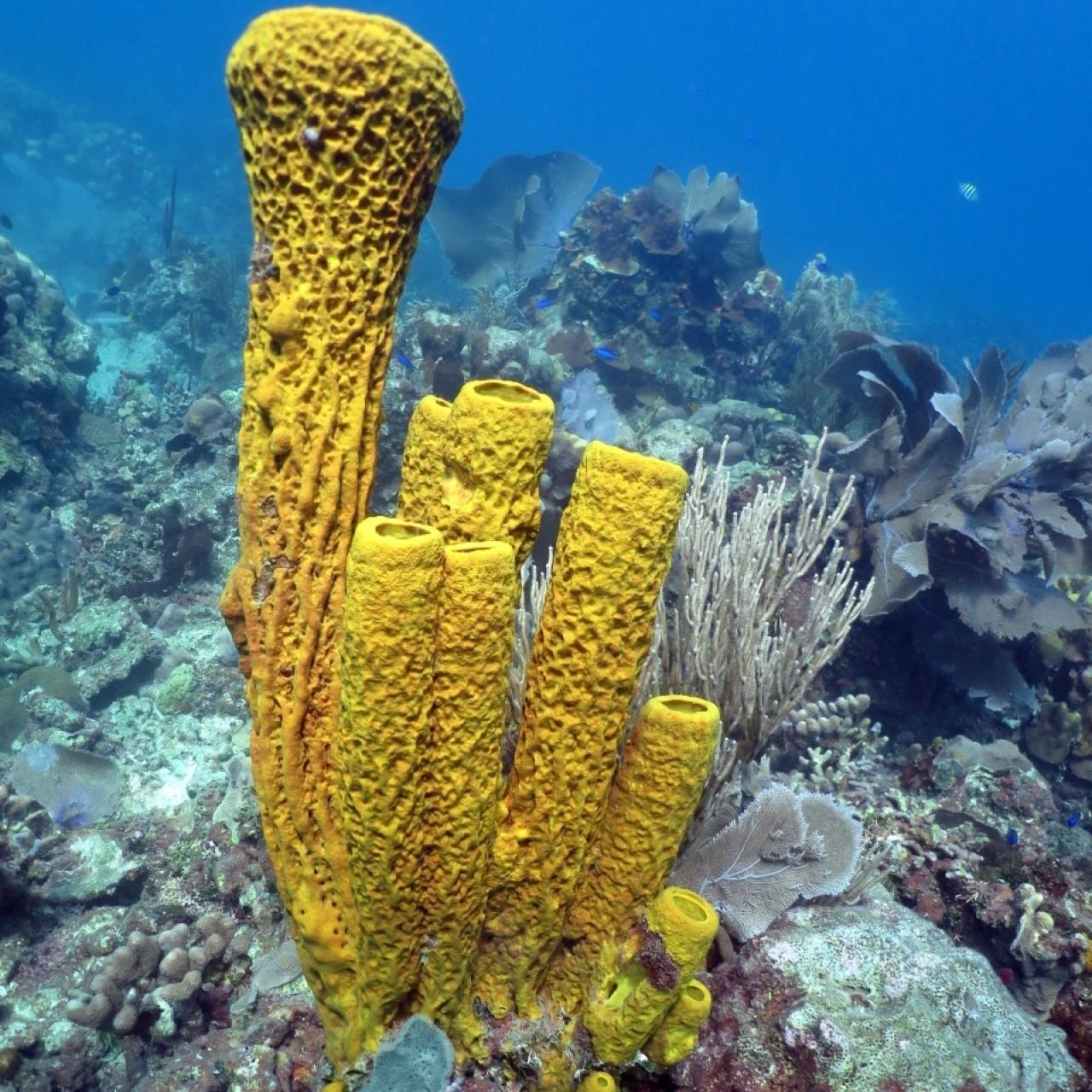 Catalina Island Snorkeling & Chavon River Day Tour from Punta Cana