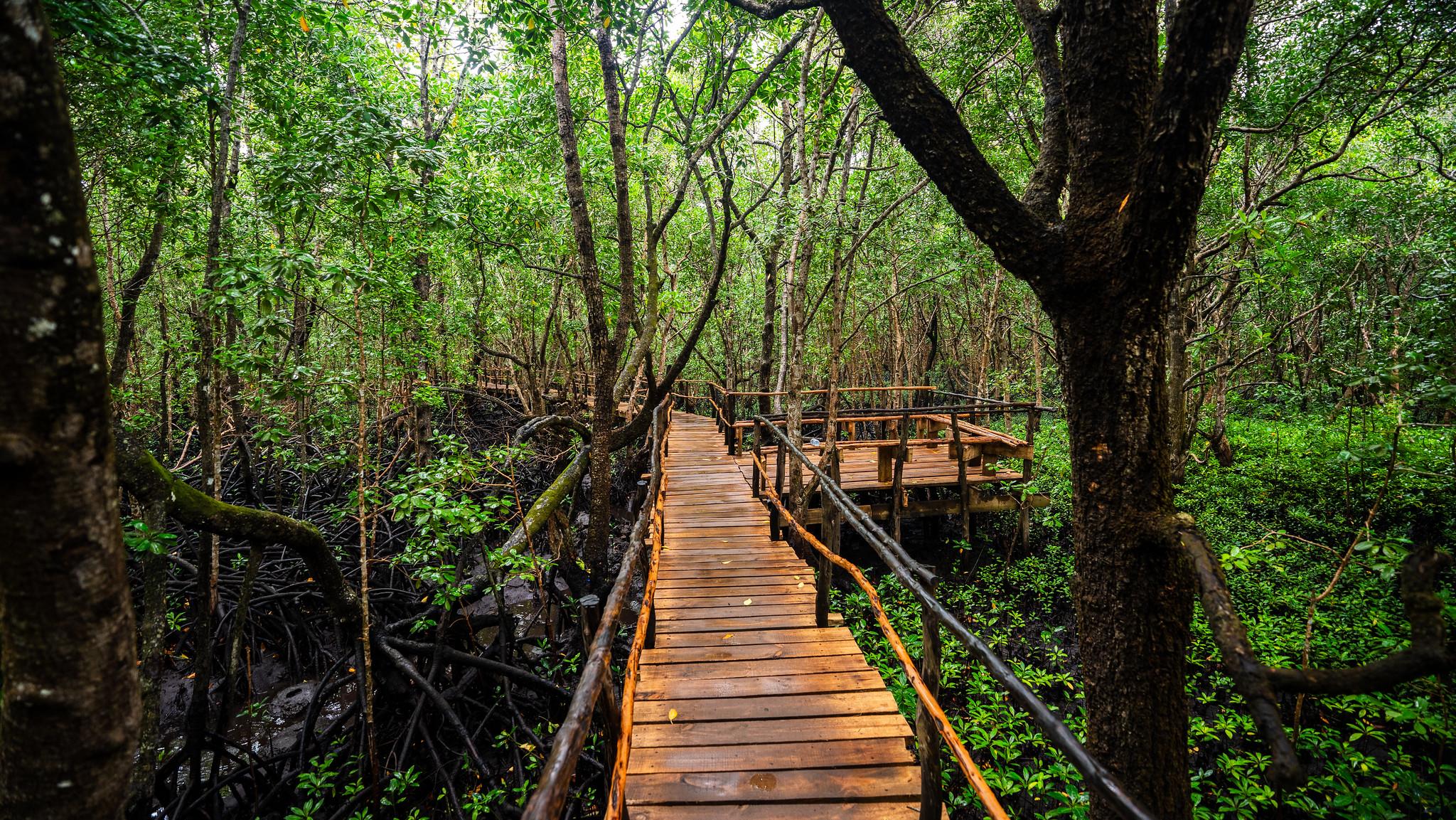 Zanzibar Hidden Gems: Secret Beach, Kuza Cave & Jozani Forest