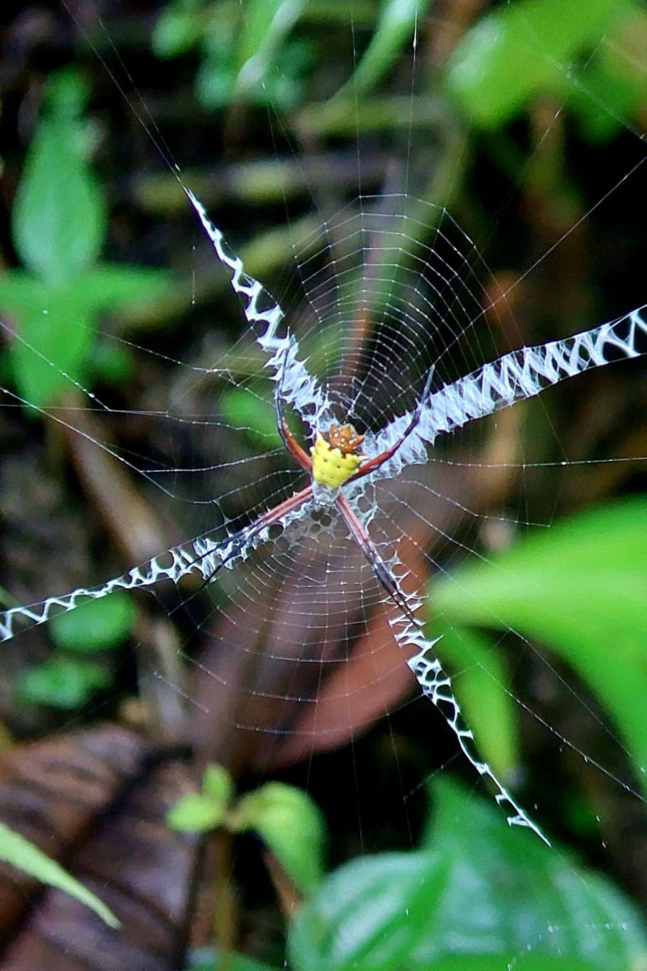 Manuel Antonio National Park: Expert-Guided Wildlife Hike