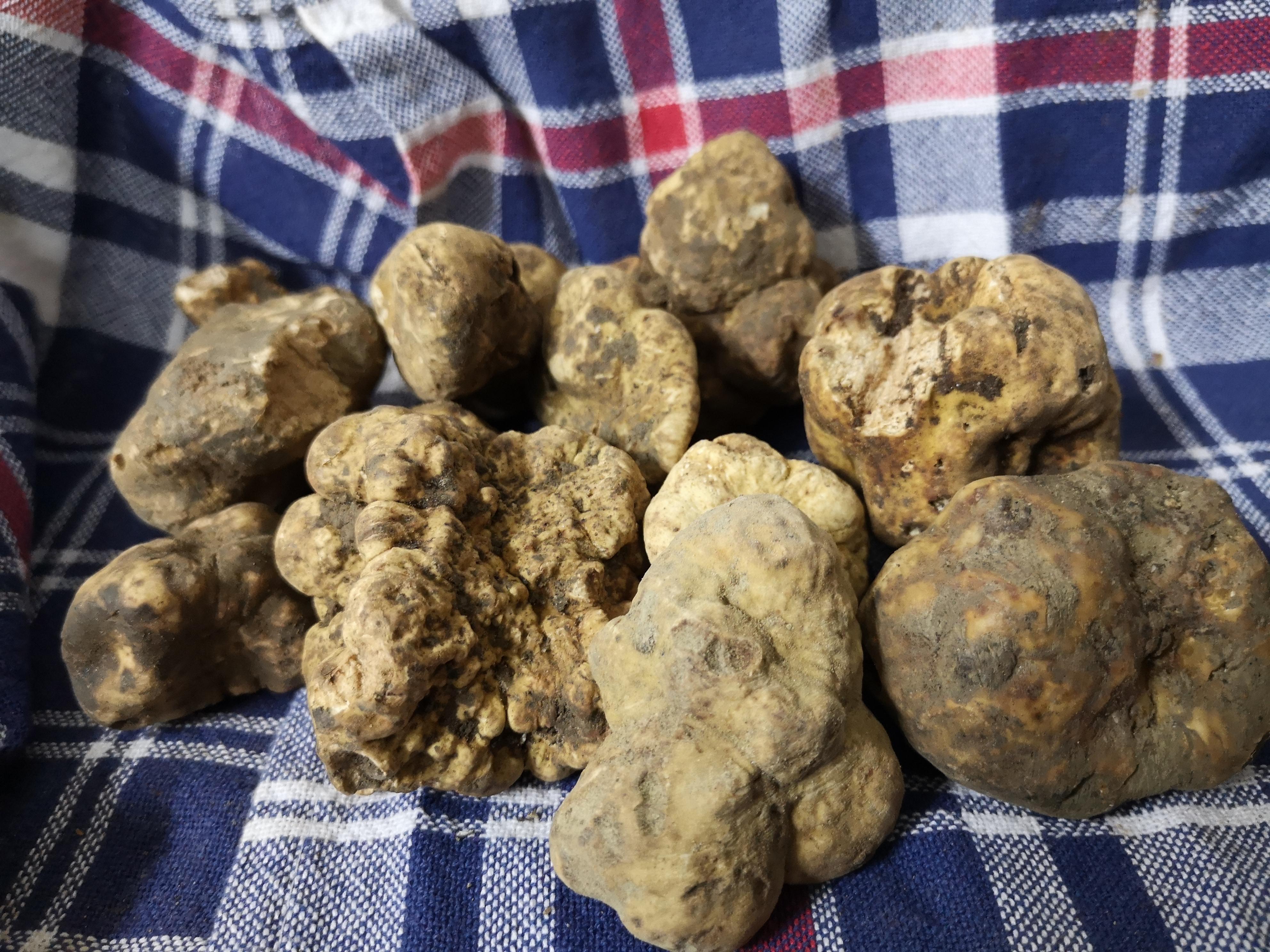 truffle hunting in Tuscany — Arezzo: Truffle Hunting, Tasting, and Truffle Cooking Class