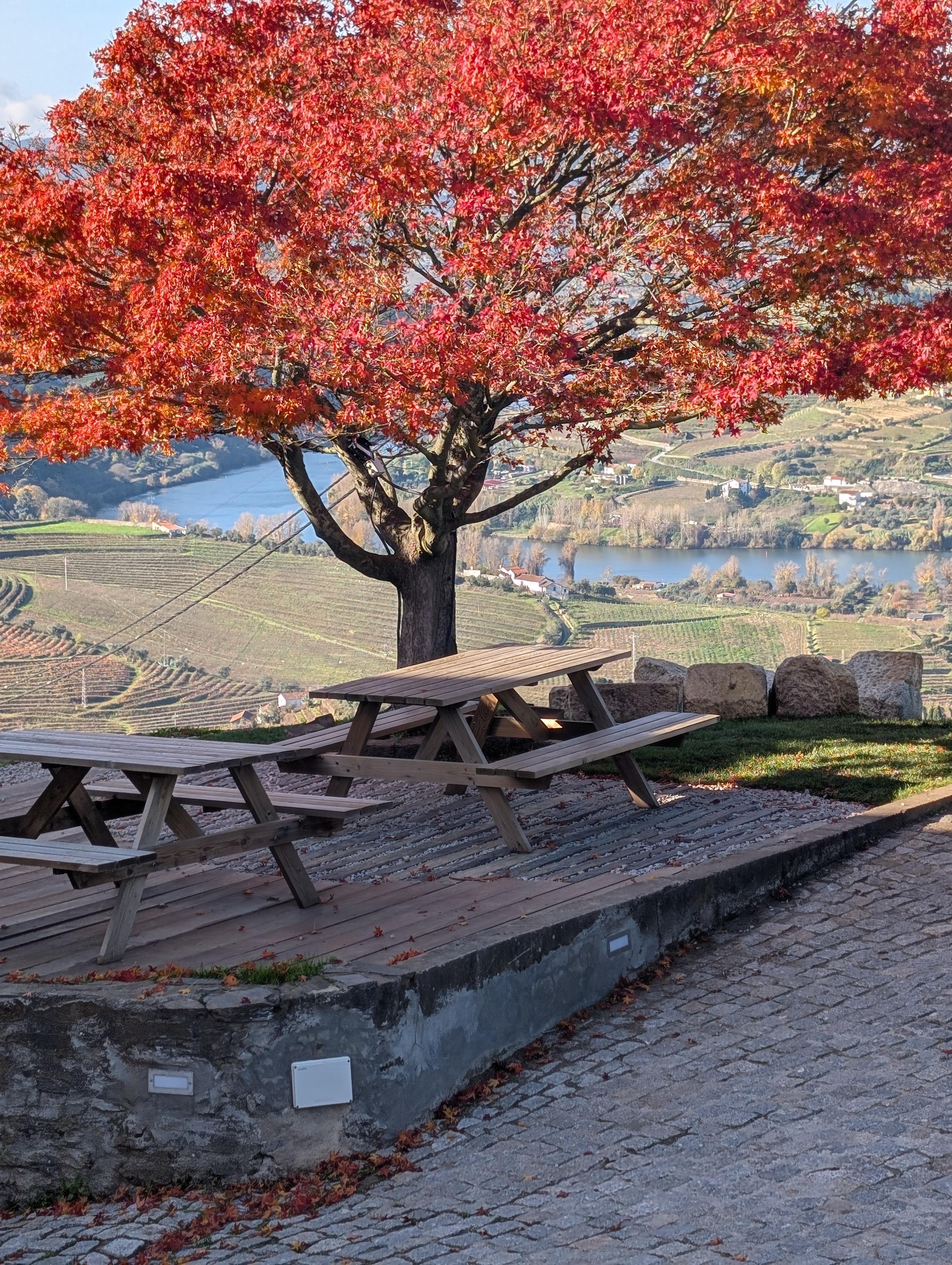 Porto: Douro Valley & Vinho Verde Day Tour with Tastings, Lunch & Boat Cruise