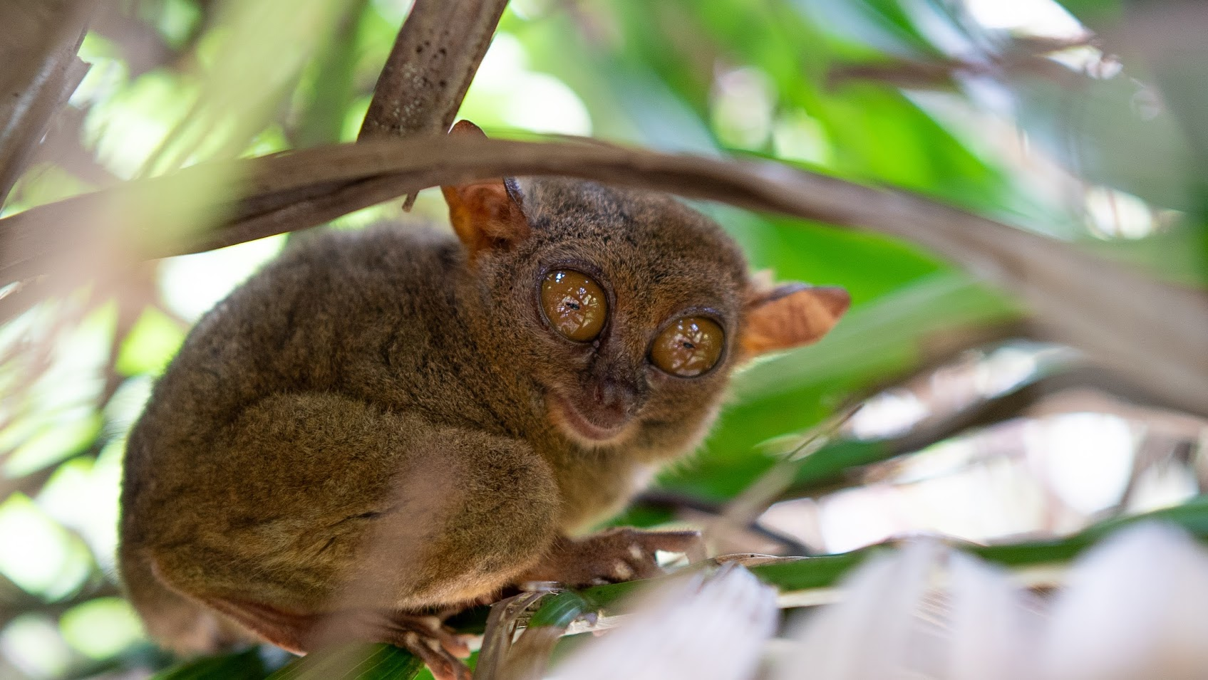 Private Bohol Discovery: Chocolate Hills & Tarsiers from Cebu