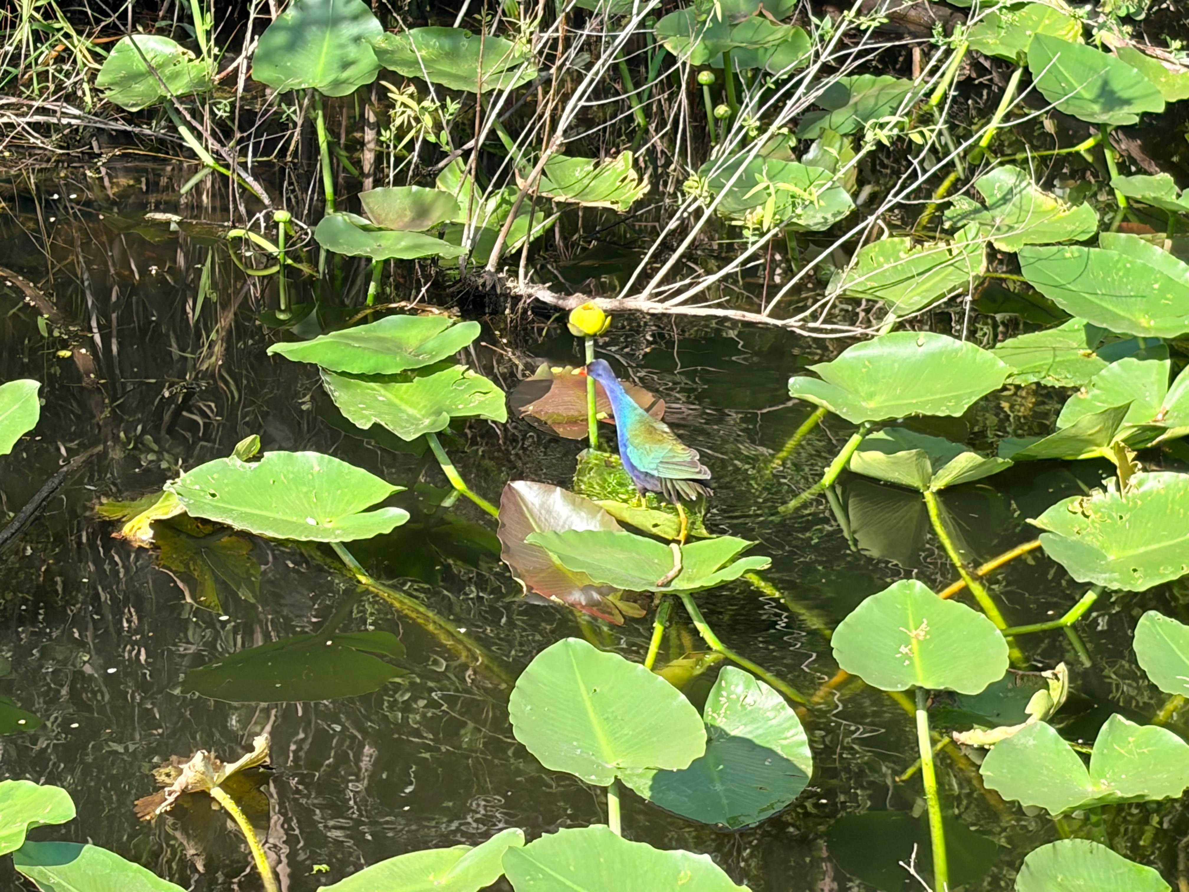 Everglades E-Bike & Wildlife Expedition from Miami