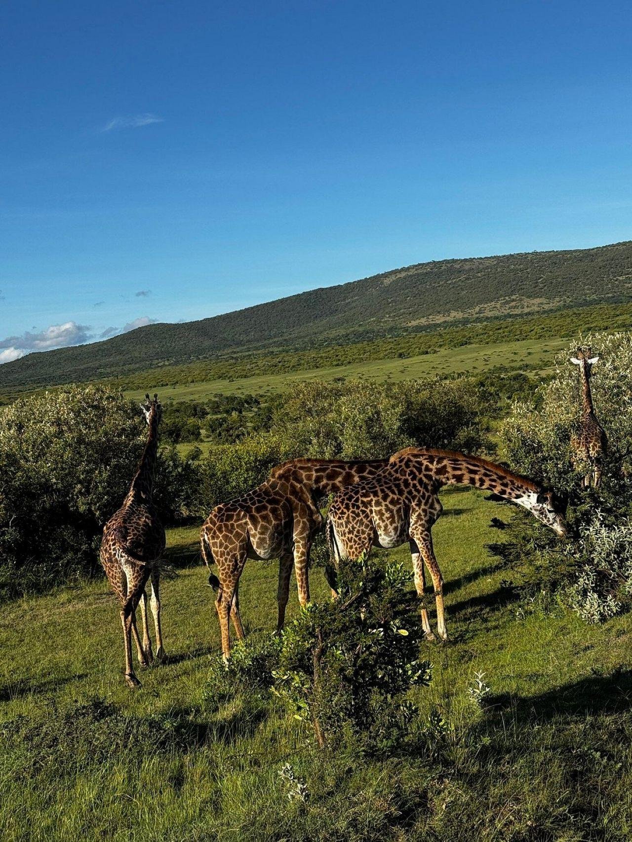 3-Day Maasai Mara Shared Jeep Safari from Nairobi