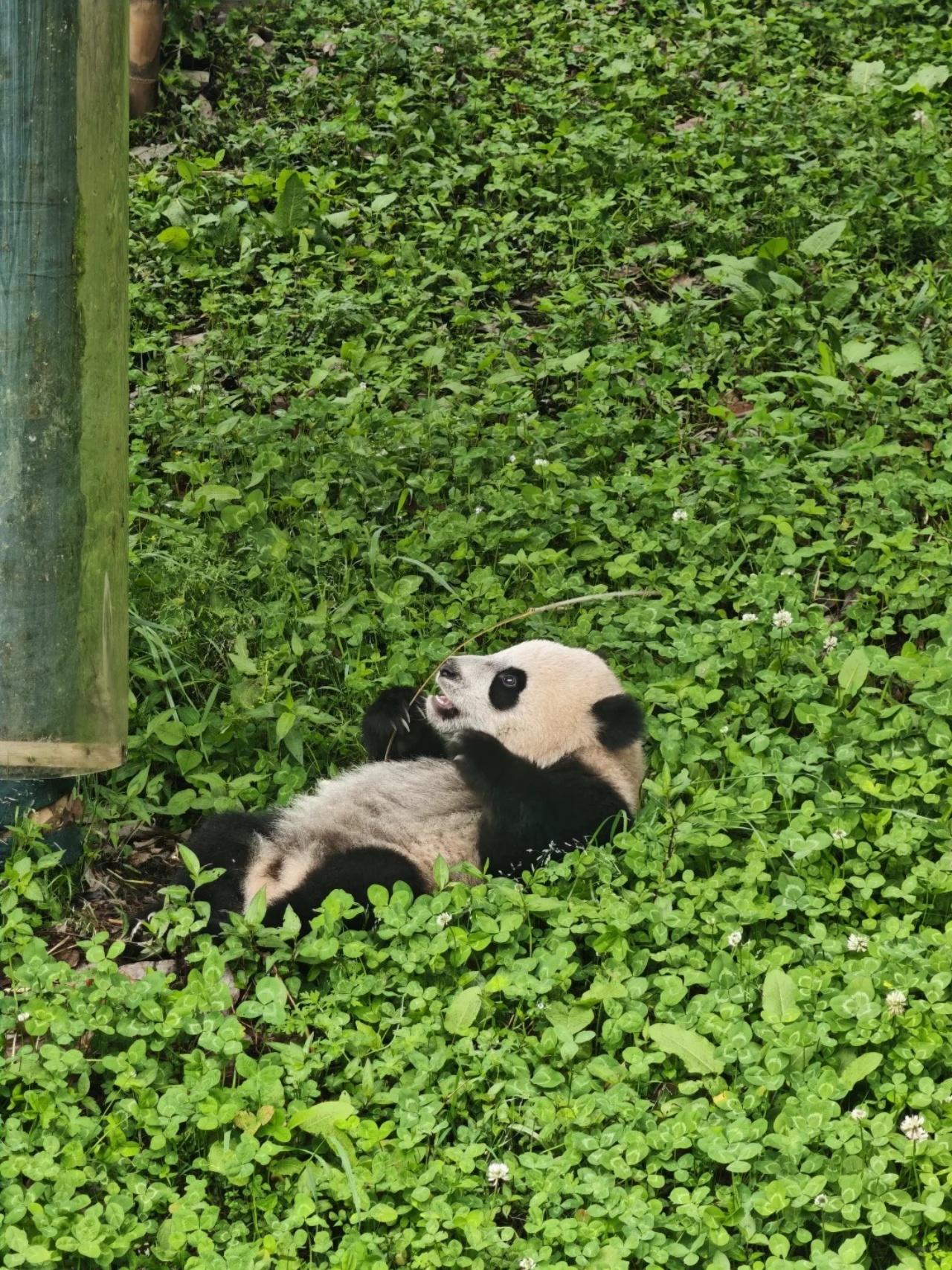 Private Full-Day Wolong Panda Base Expedition