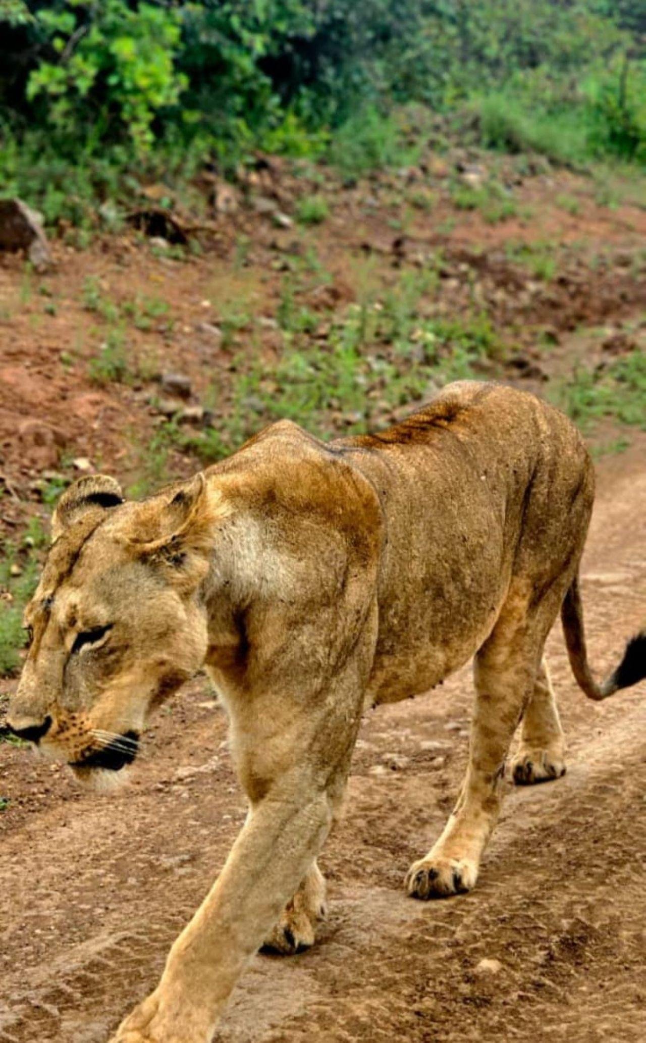 Nairobi Safari: National Park, Elephant Orphanage & Giraffe Center