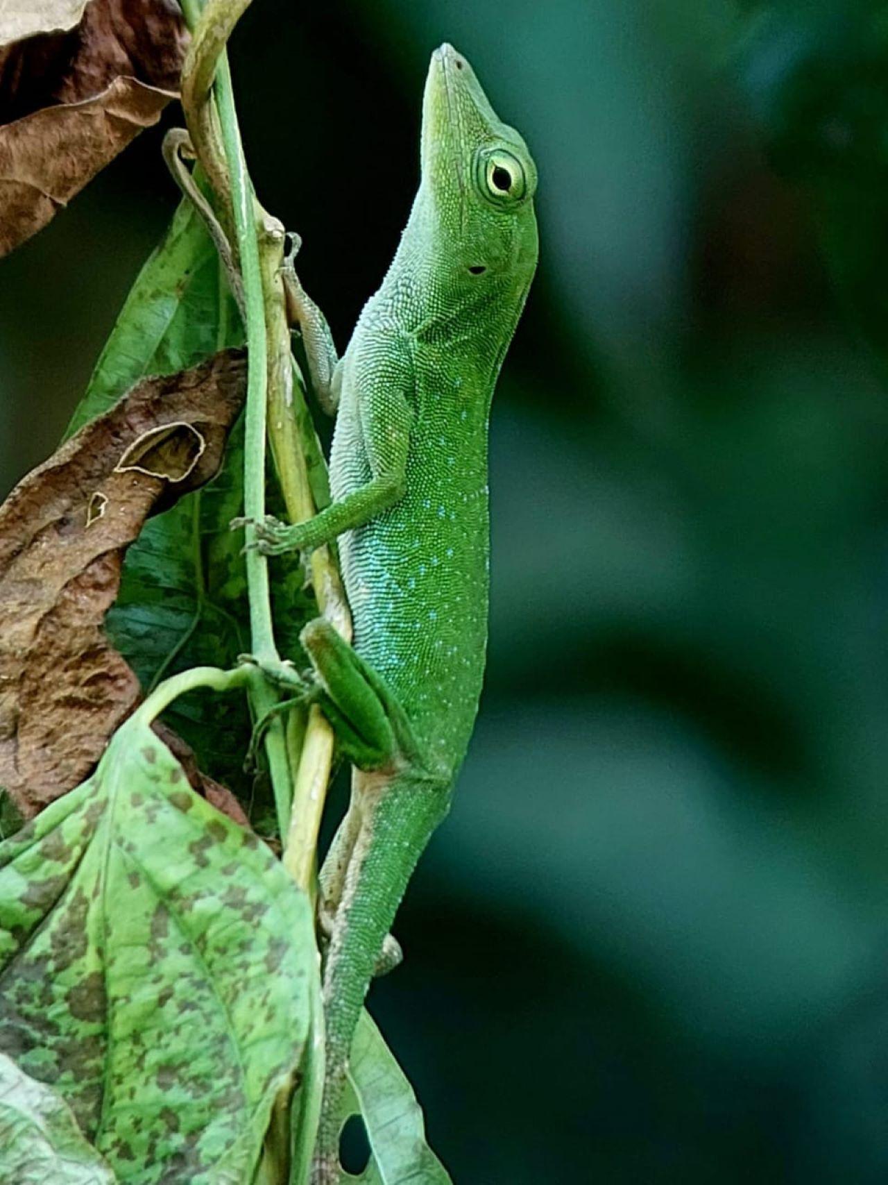 Manuel Antonio National Park: Expert-Guided Wildlife Hike