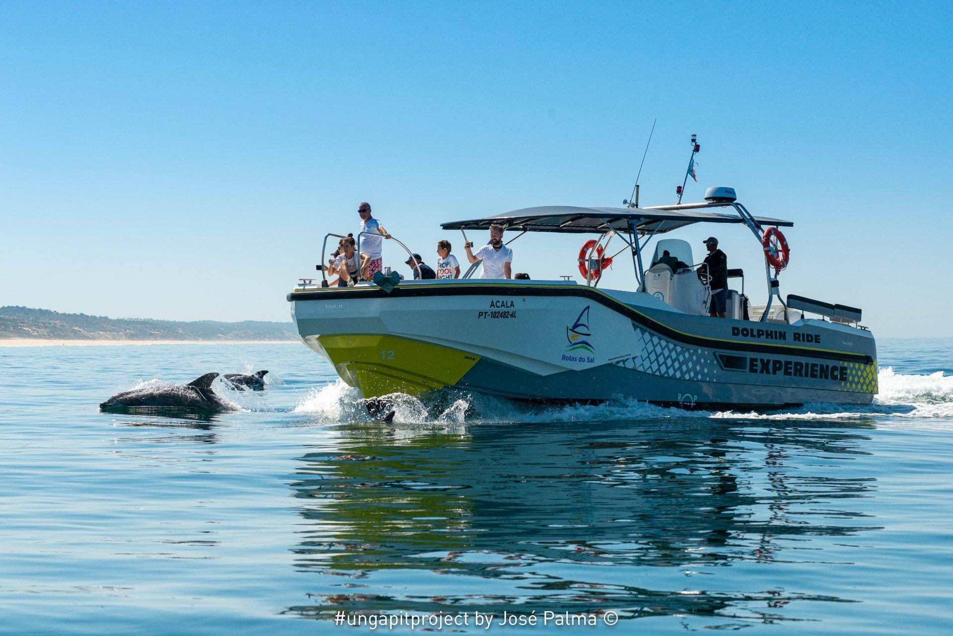 Setúbal Bay Dolphin Watching Speedboat Experience