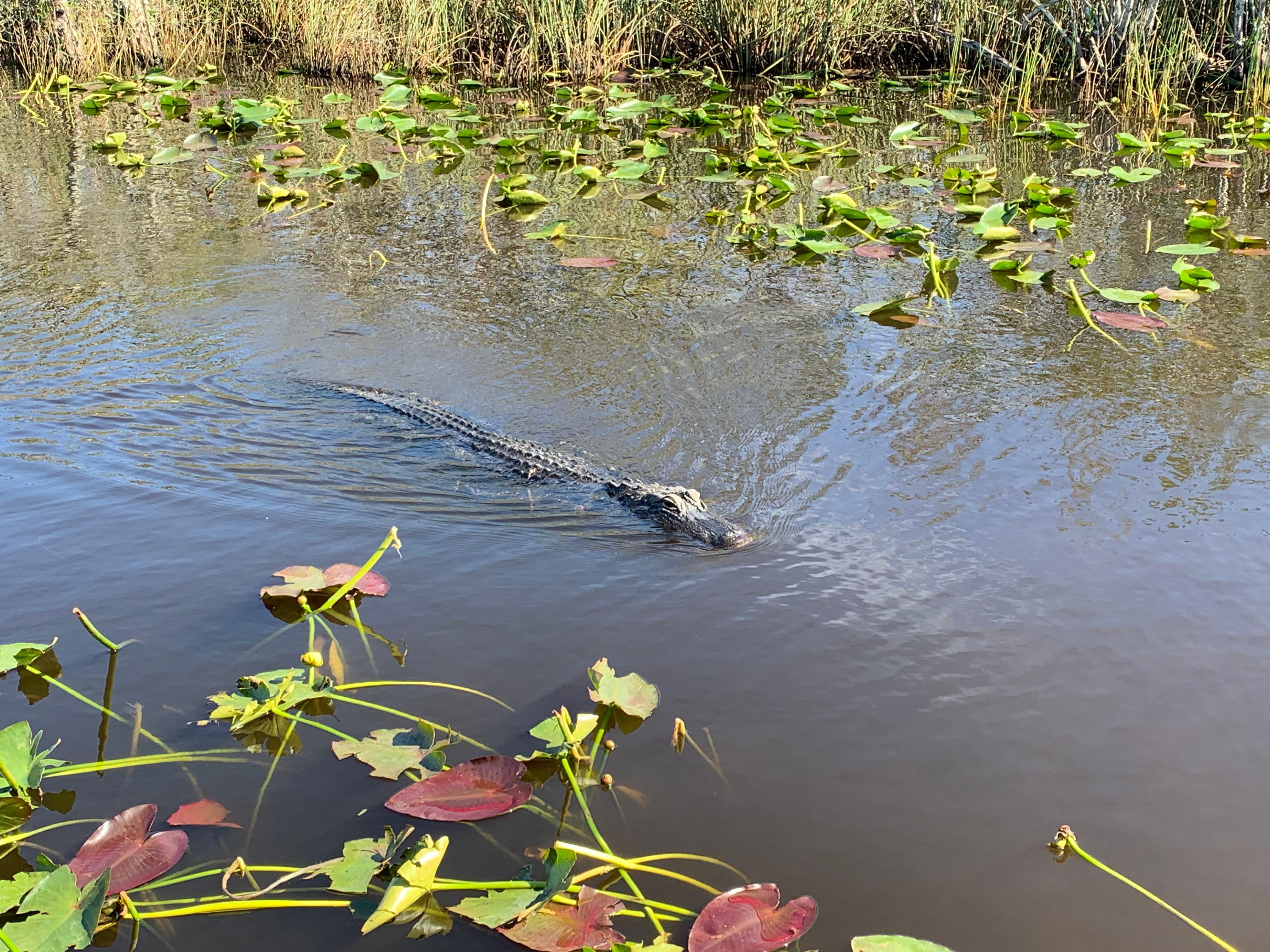 Everglades airboat tour from Miami — image 16