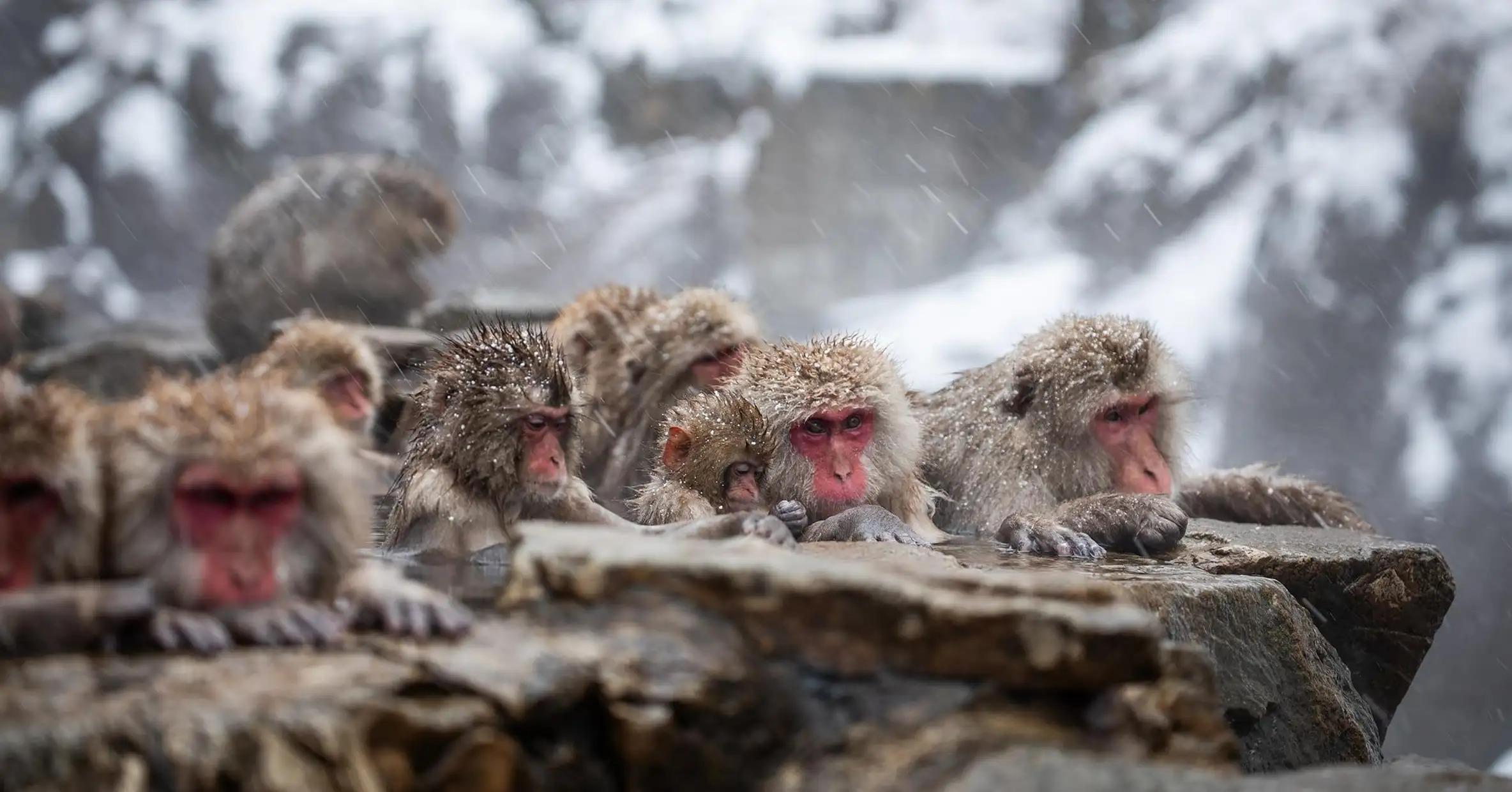 Nagano Snow Monkey Private Day Tour from Tokyo