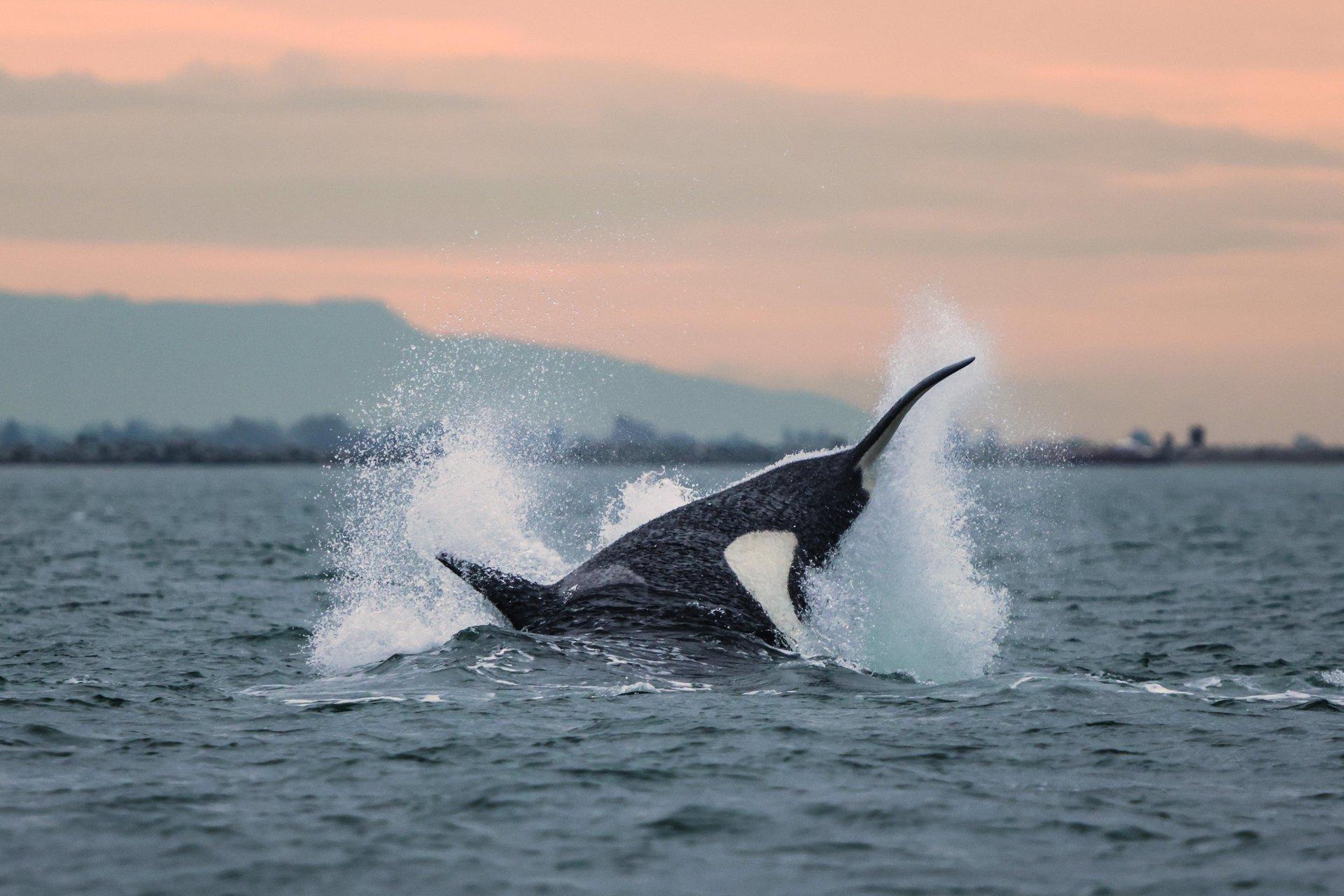Vancouver whale watching tour — orcas and marine wildlife in the Salish Sea — image 13