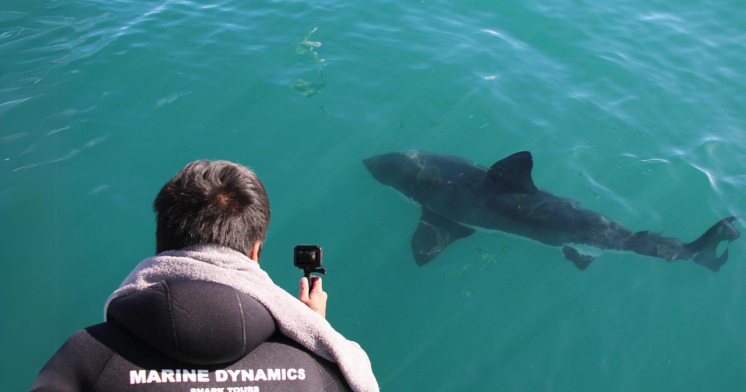 Gansbaai Eco Shark Cage Diving from Cape Town