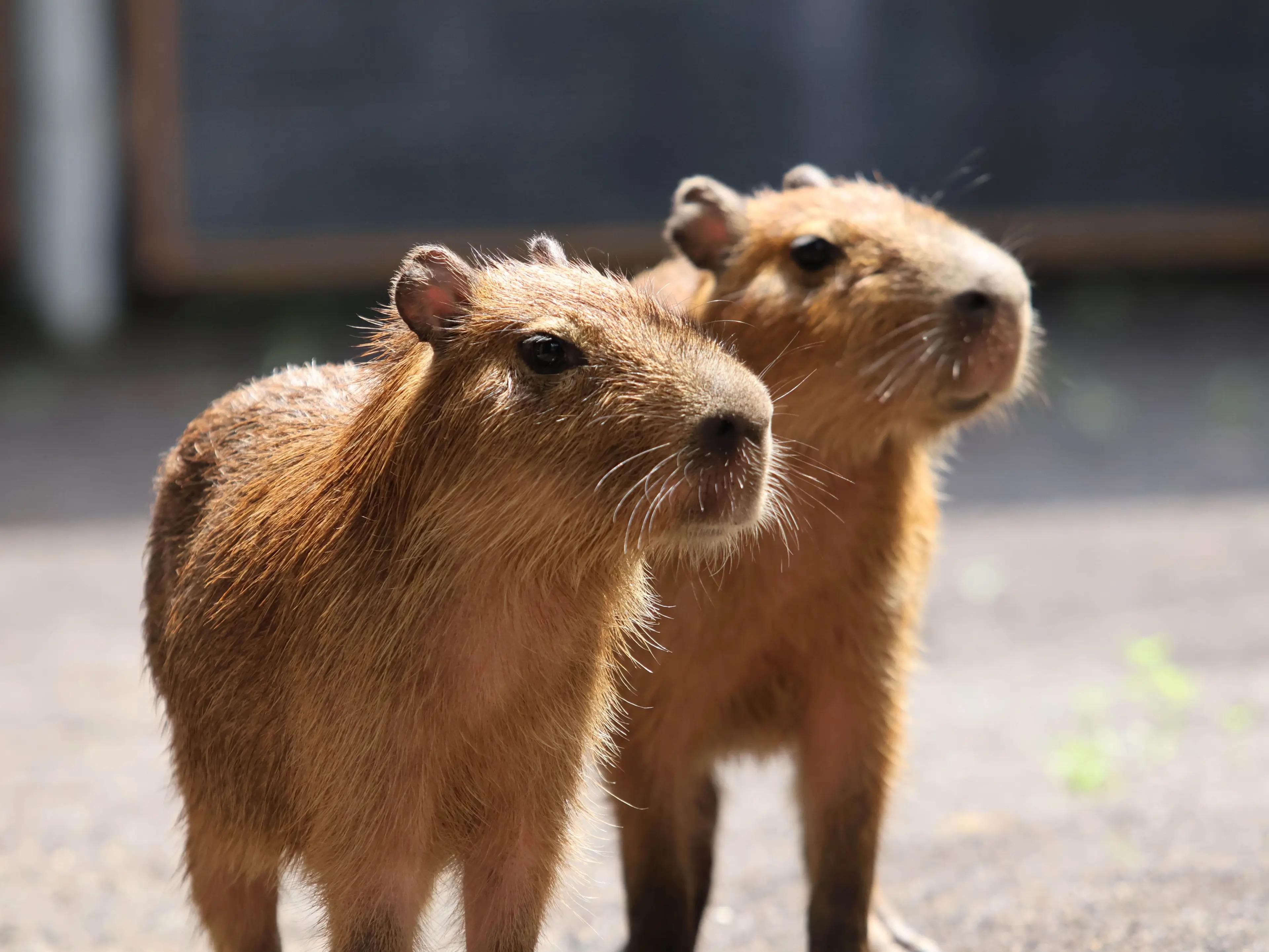 Capybara Encounter at Bali Zoo with Full Admission