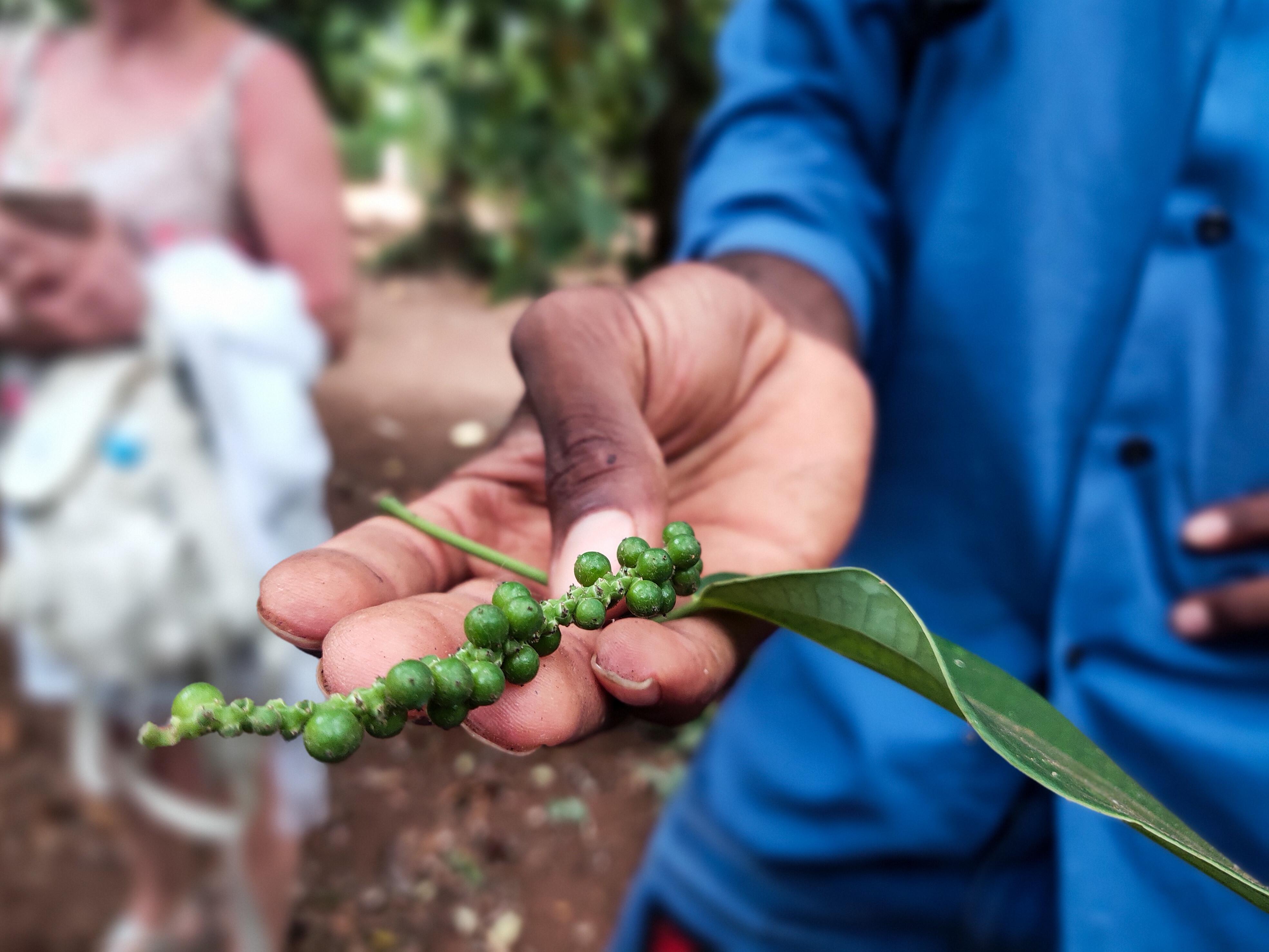 Zanzibar Full-Day Discovery: Stone Town, Spice Farm & Prison Island