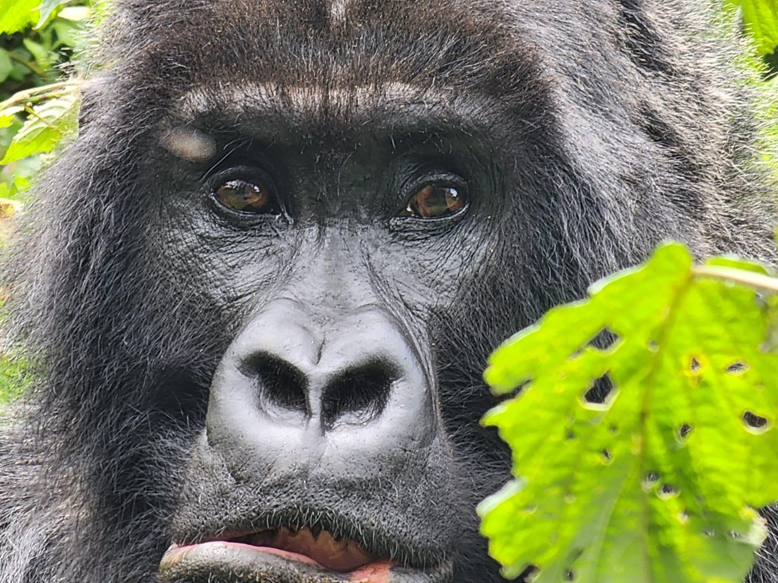 Full-Day Mountain Gorilla Trek in Volcanoes National Park