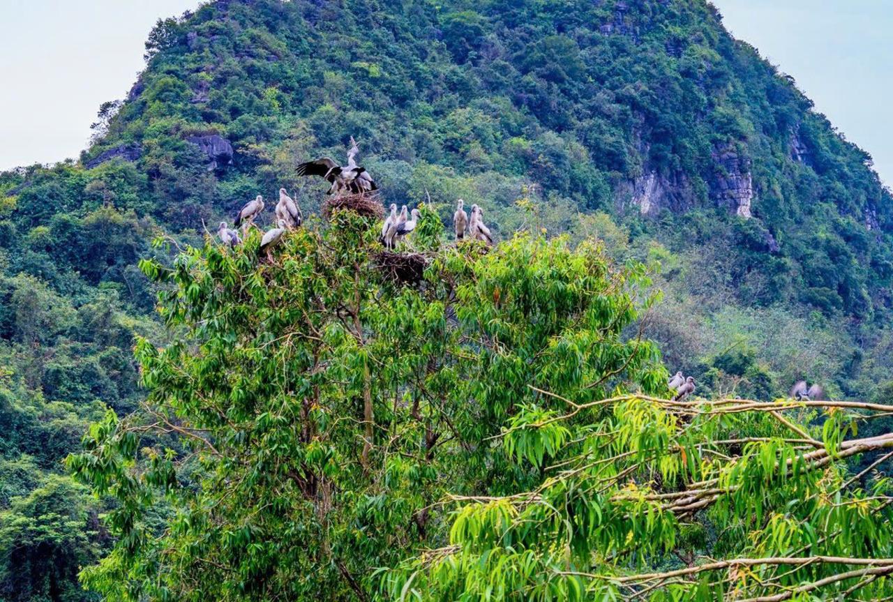 Ninh Binh Full-Day Private Tour: Tam Coc, Bich Dong & Thung Nham Bird Valley