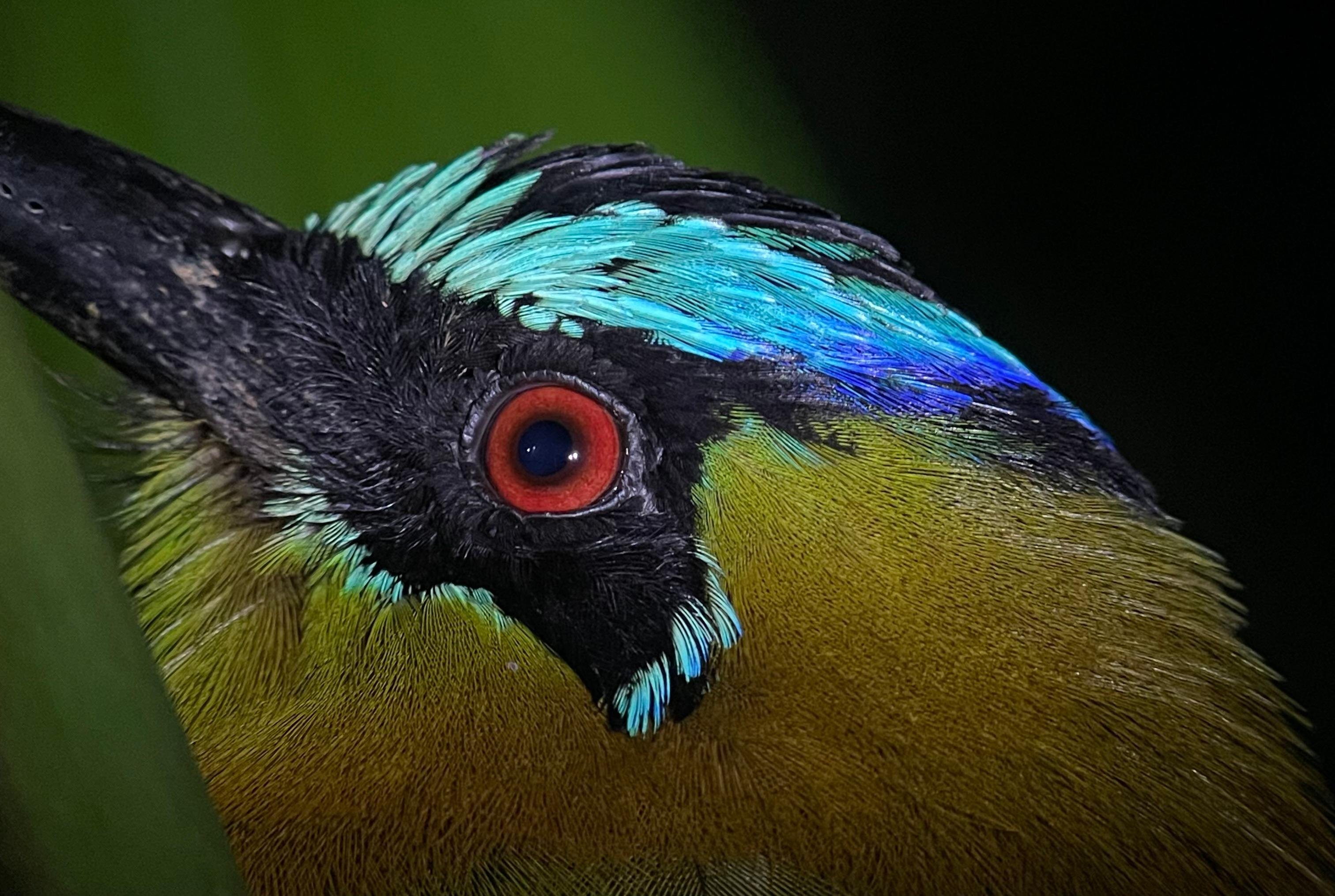 Manuel Antonio Night Wildlife Walk with Expert Naturalist