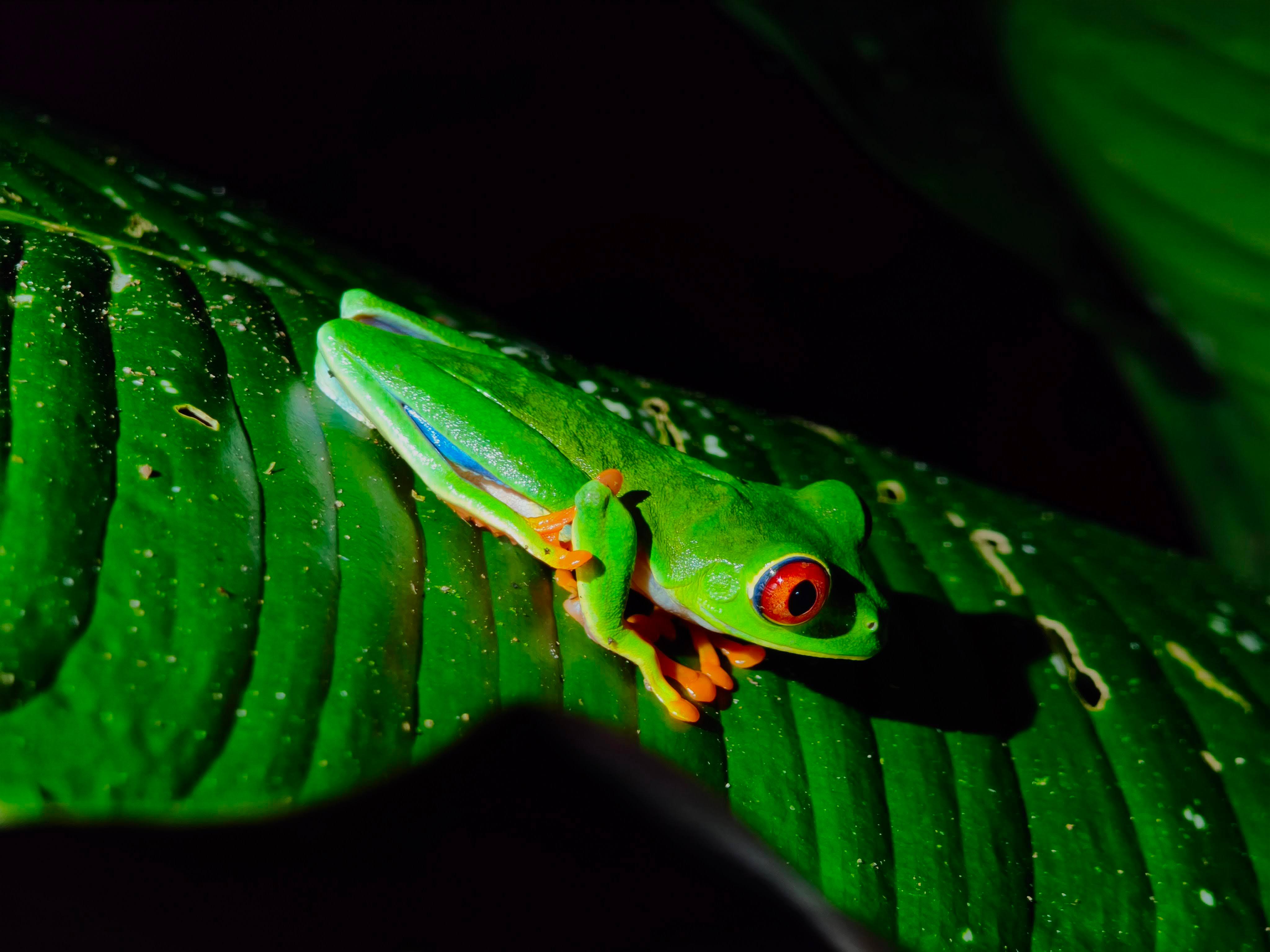 Tortuguero Night Wildlife Walk (French-Guided)
