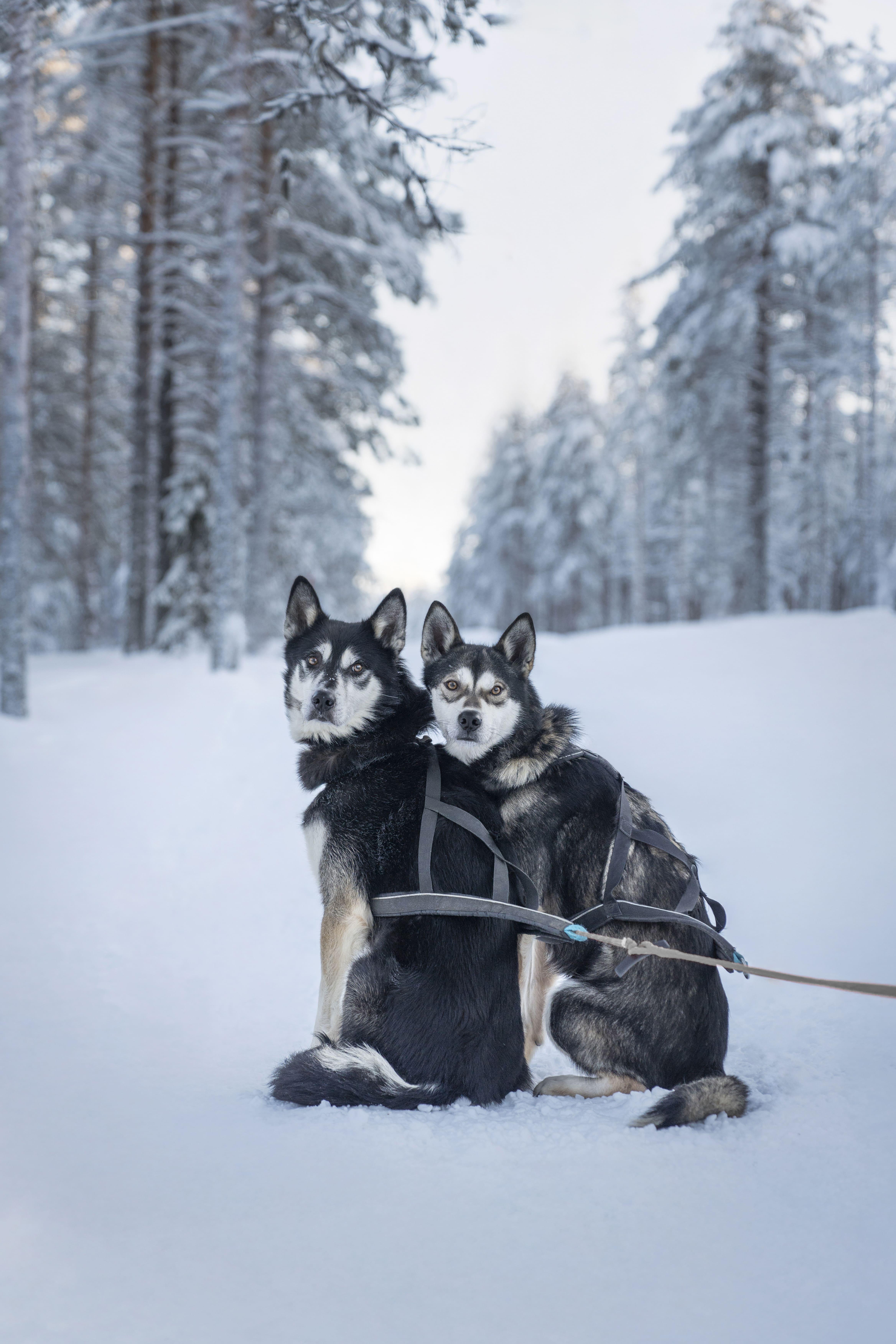 Rovaniemi Husky Safari: 10 km Lappish Trail Adventure