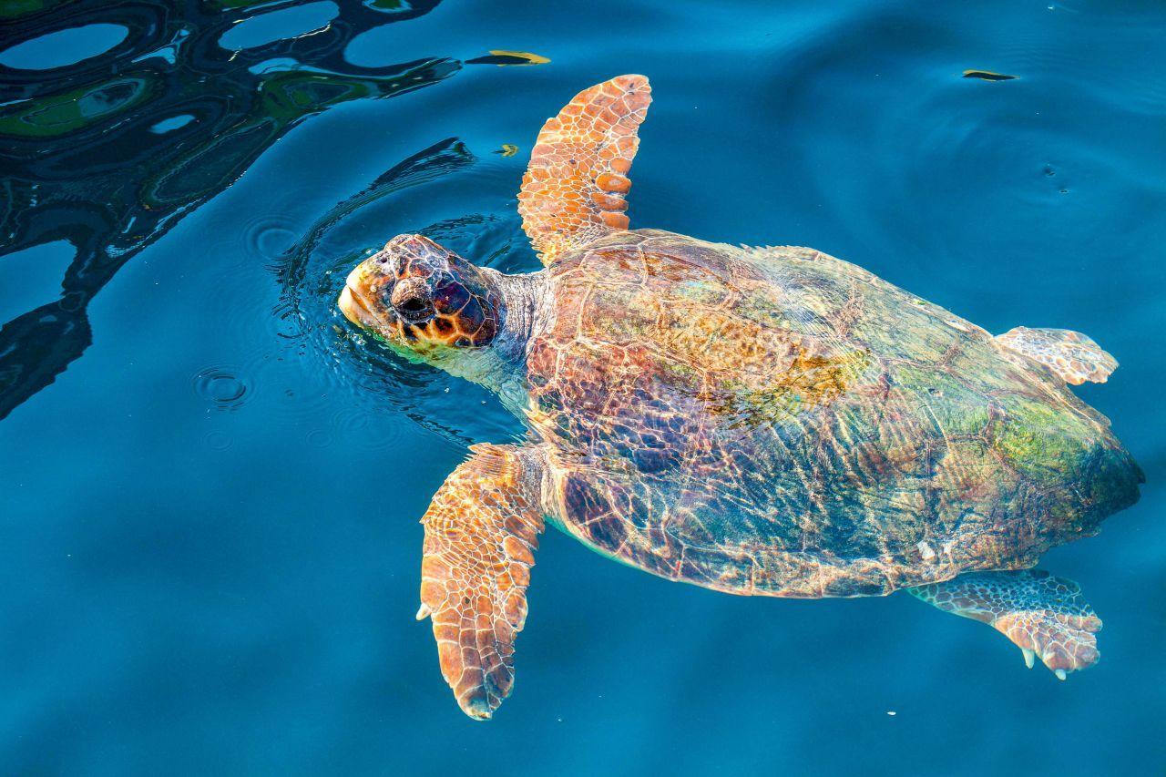 Glass-Bottom Boat to Turtle Island & Keri Caves