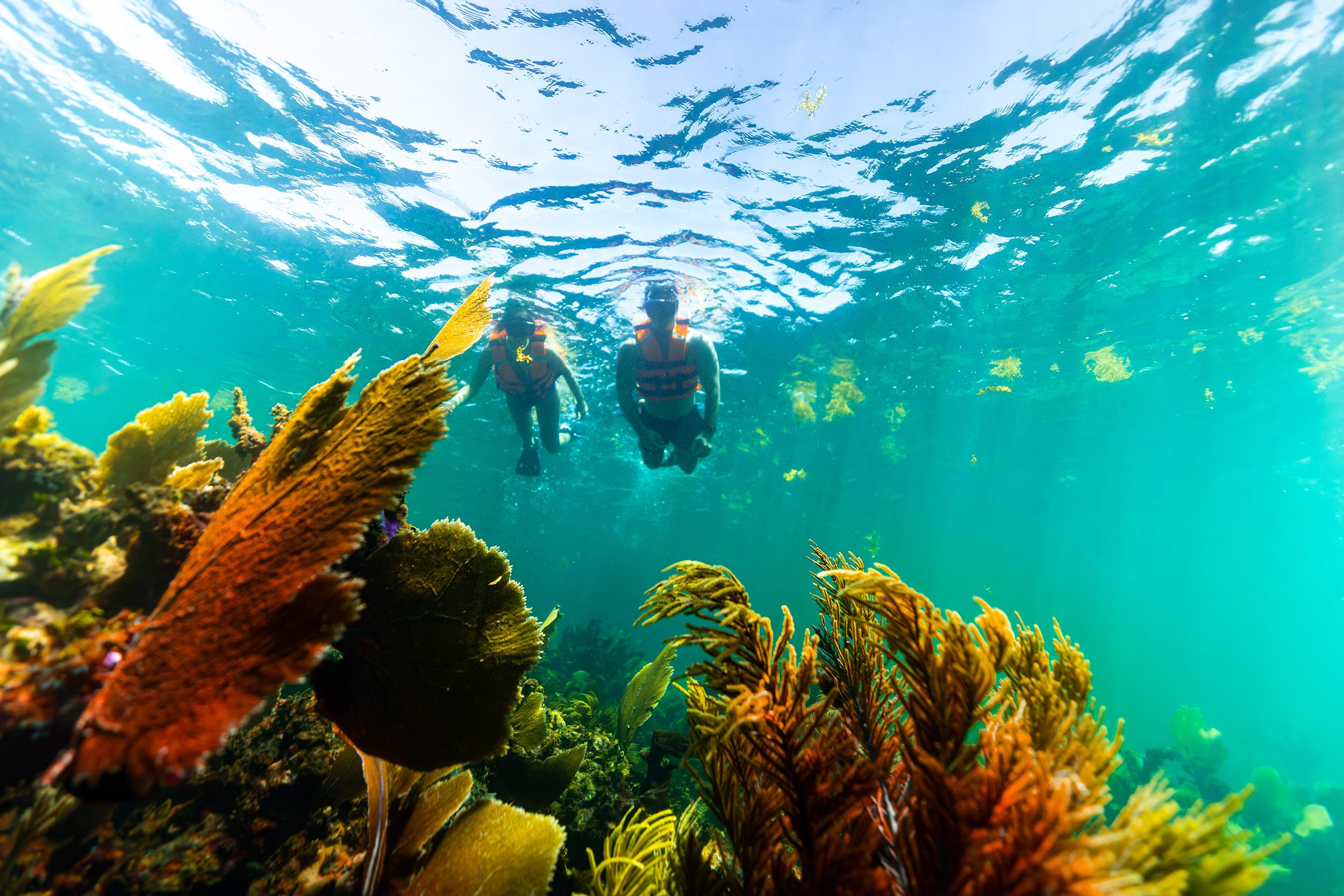 Puerto Morelos Private Reef Snorkeling Tour with Hotel Pickup