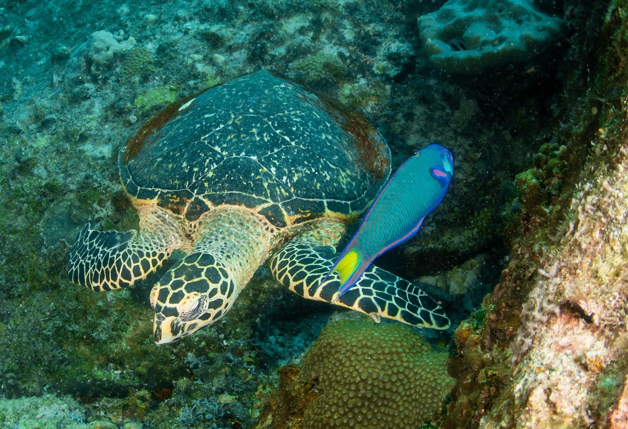 3-Day SSI Open Water Diver Certification in Phuket