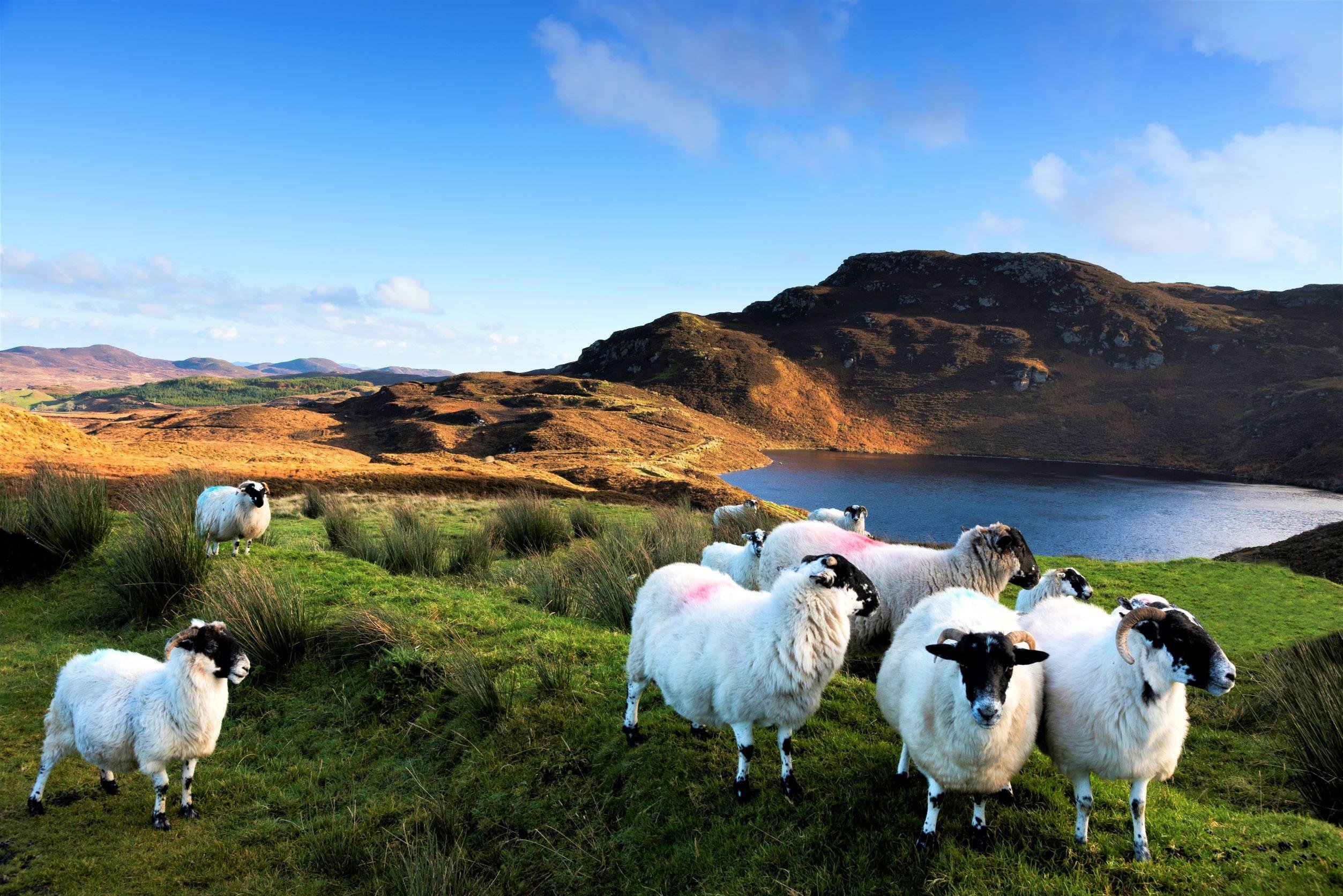 Connemara, Kylemore Abbey & Sheepdog Herding Day Tour from Galway